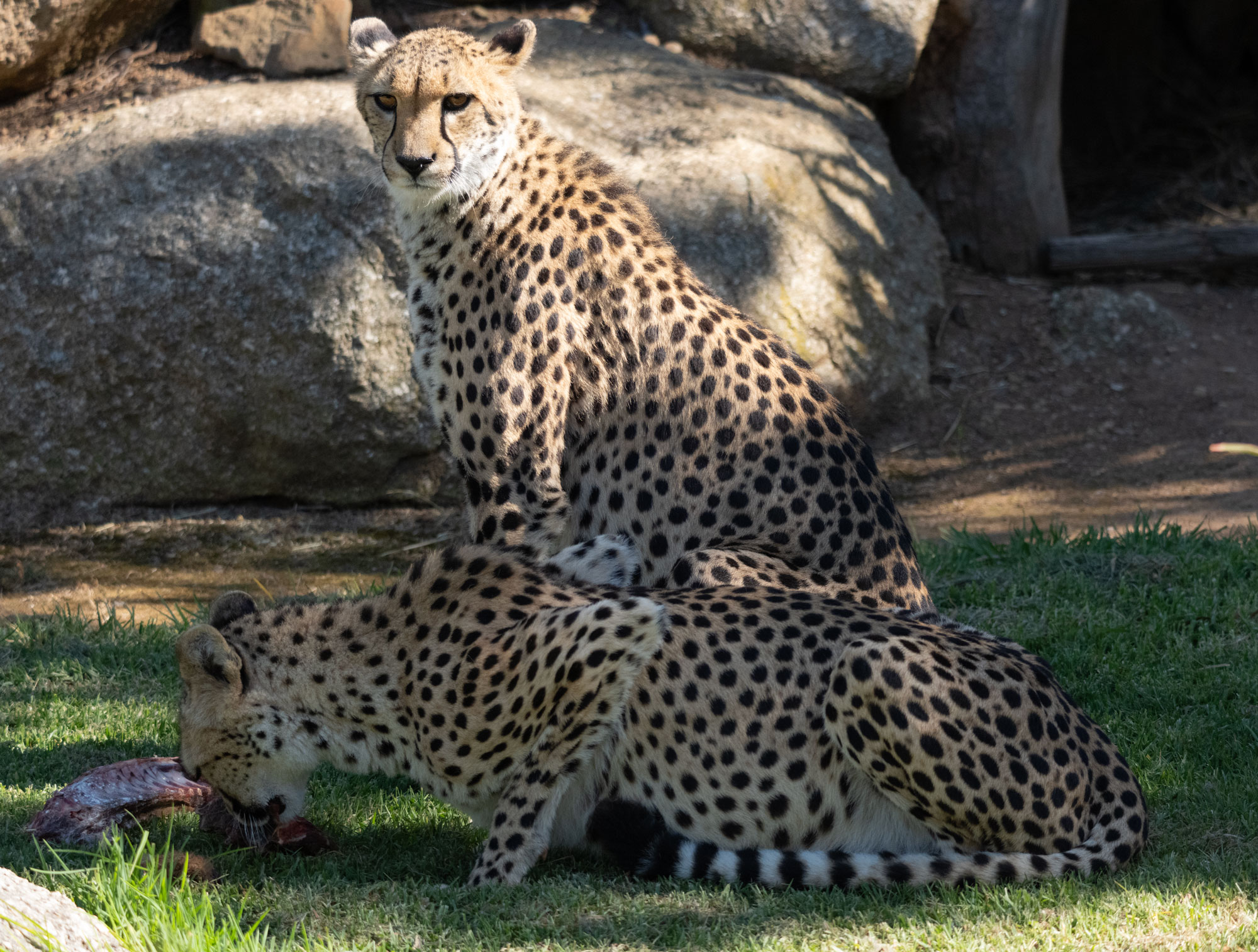 Cheetah_keeps_watch.jpg