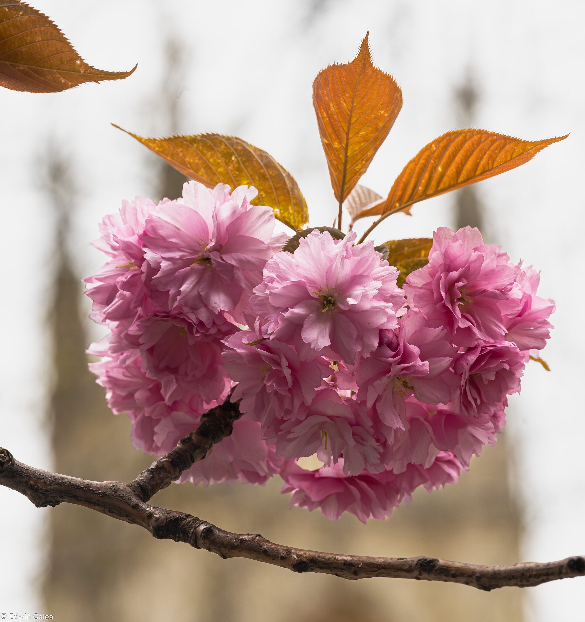 cherry_blossom_tower-2.jpg