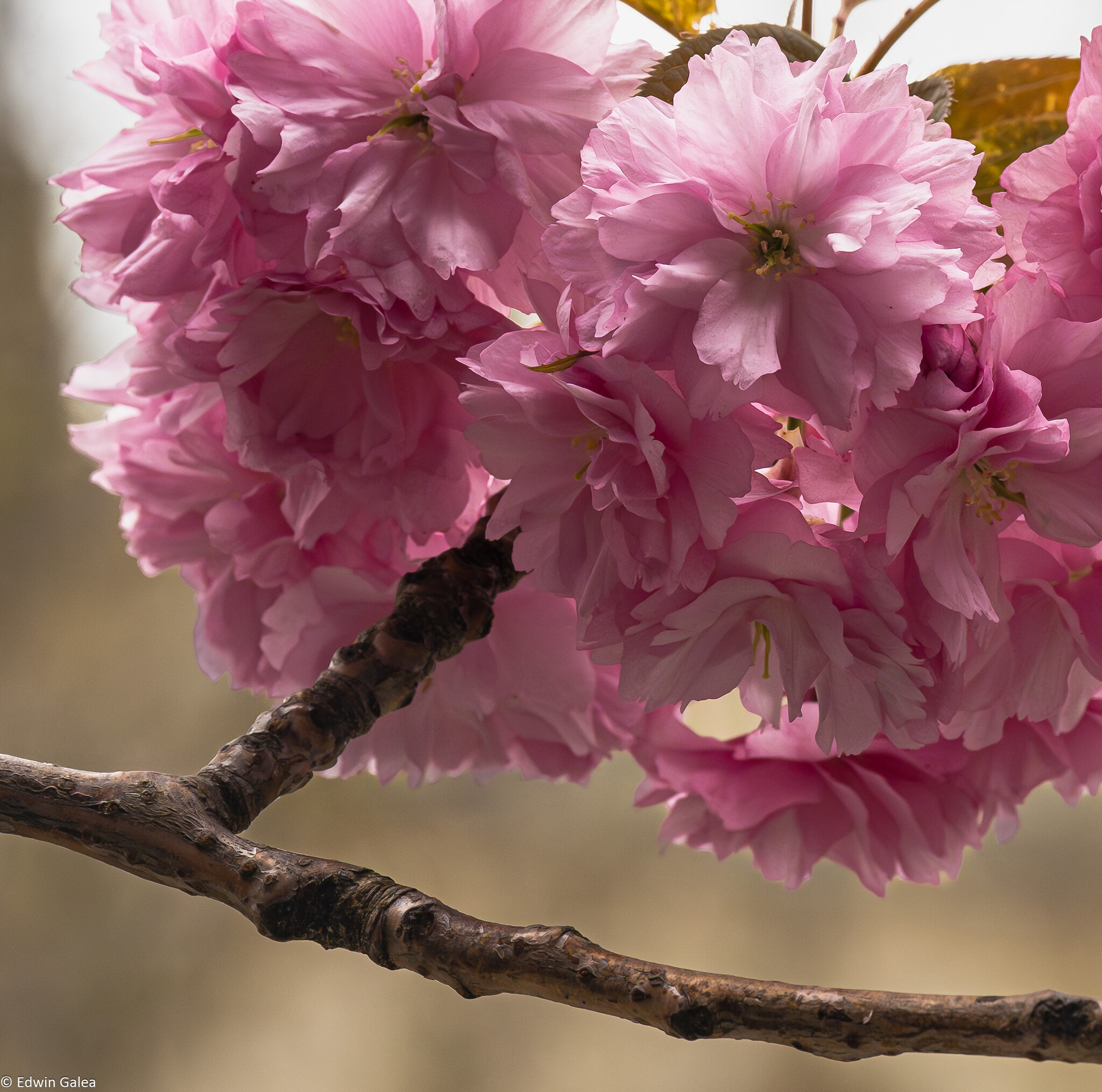 cherry_blossom_tower-4.jpg