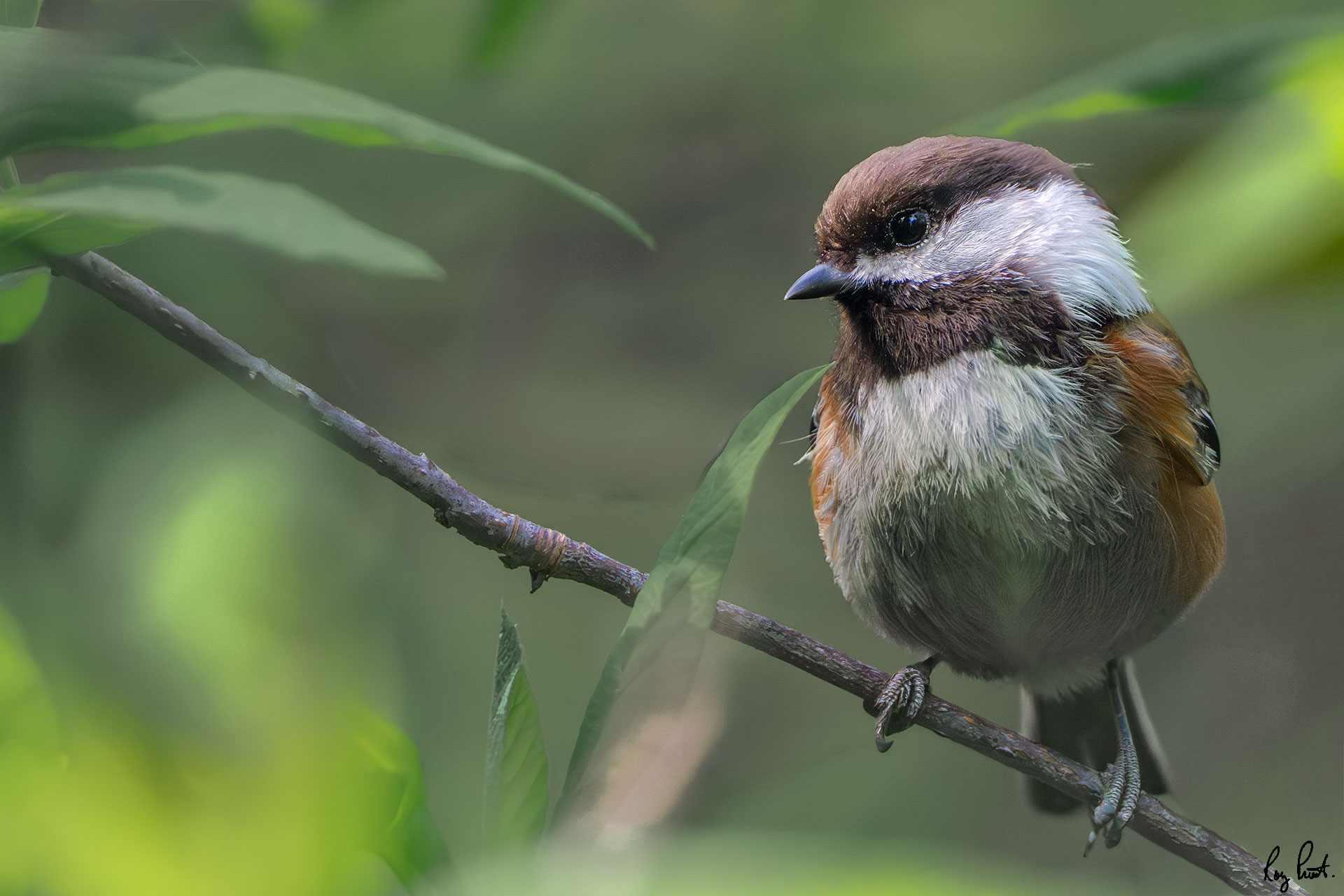 Chestnut-backed-Chickadee-9583.jpg