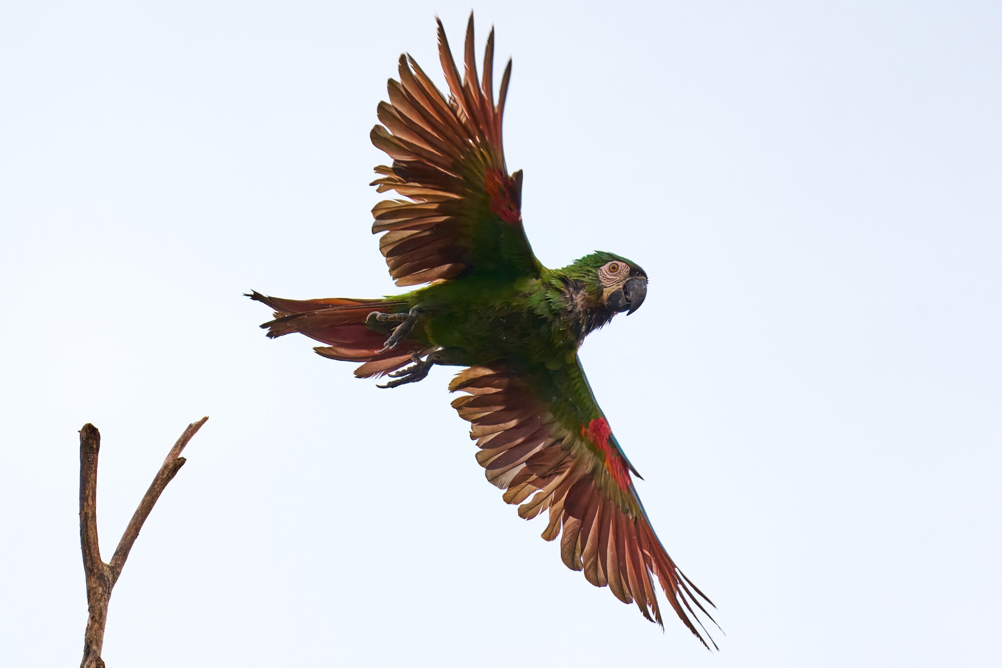 Chestnut-fronted Macaw - Brewer Park - 03302026 - 03.jpg