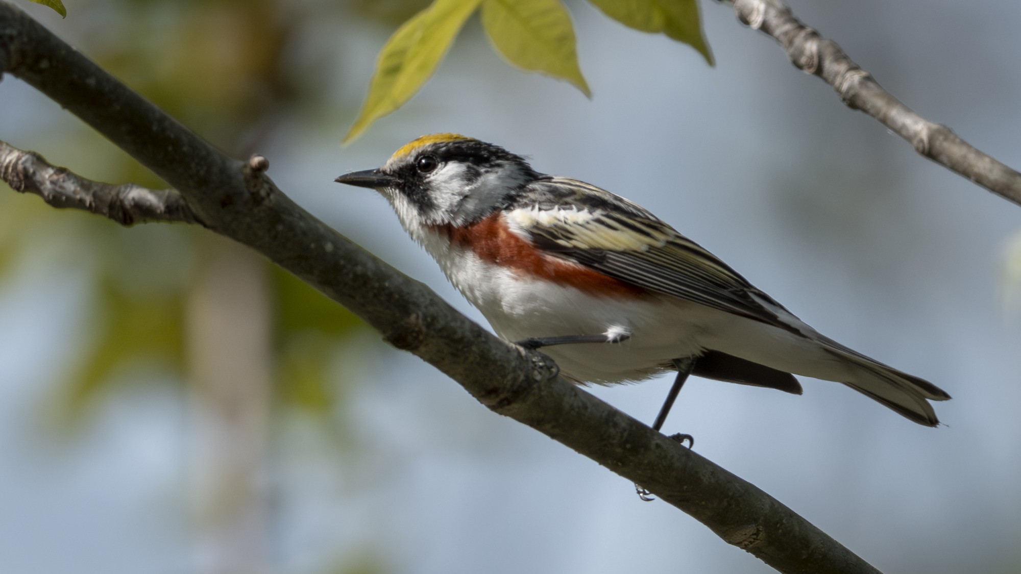 chestnutside warbler03.jpg