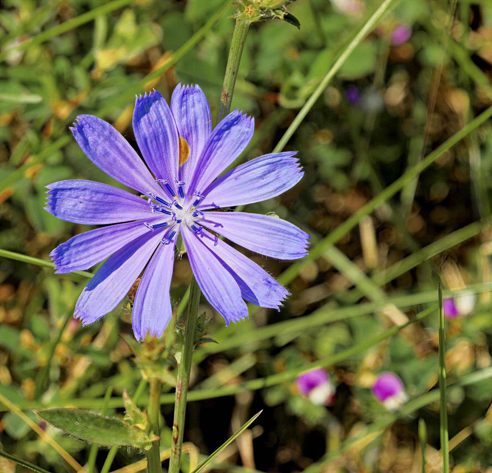 Chicory.jpg