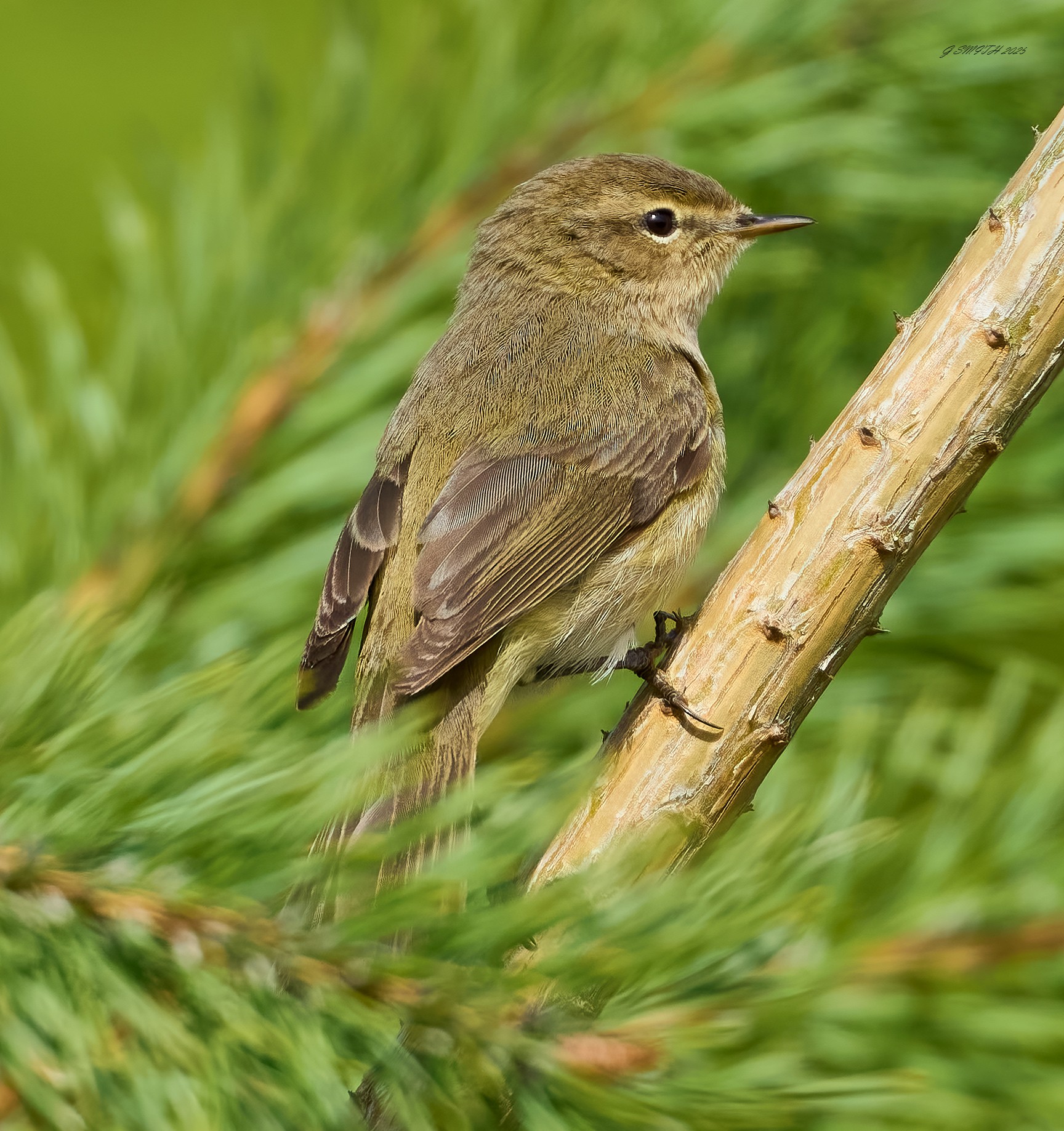 chiffchaff 2025_2.jpg