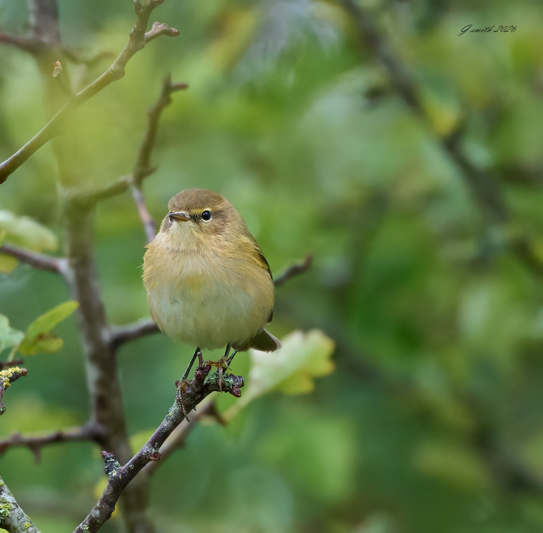chiffchaff 2026-9.jpg