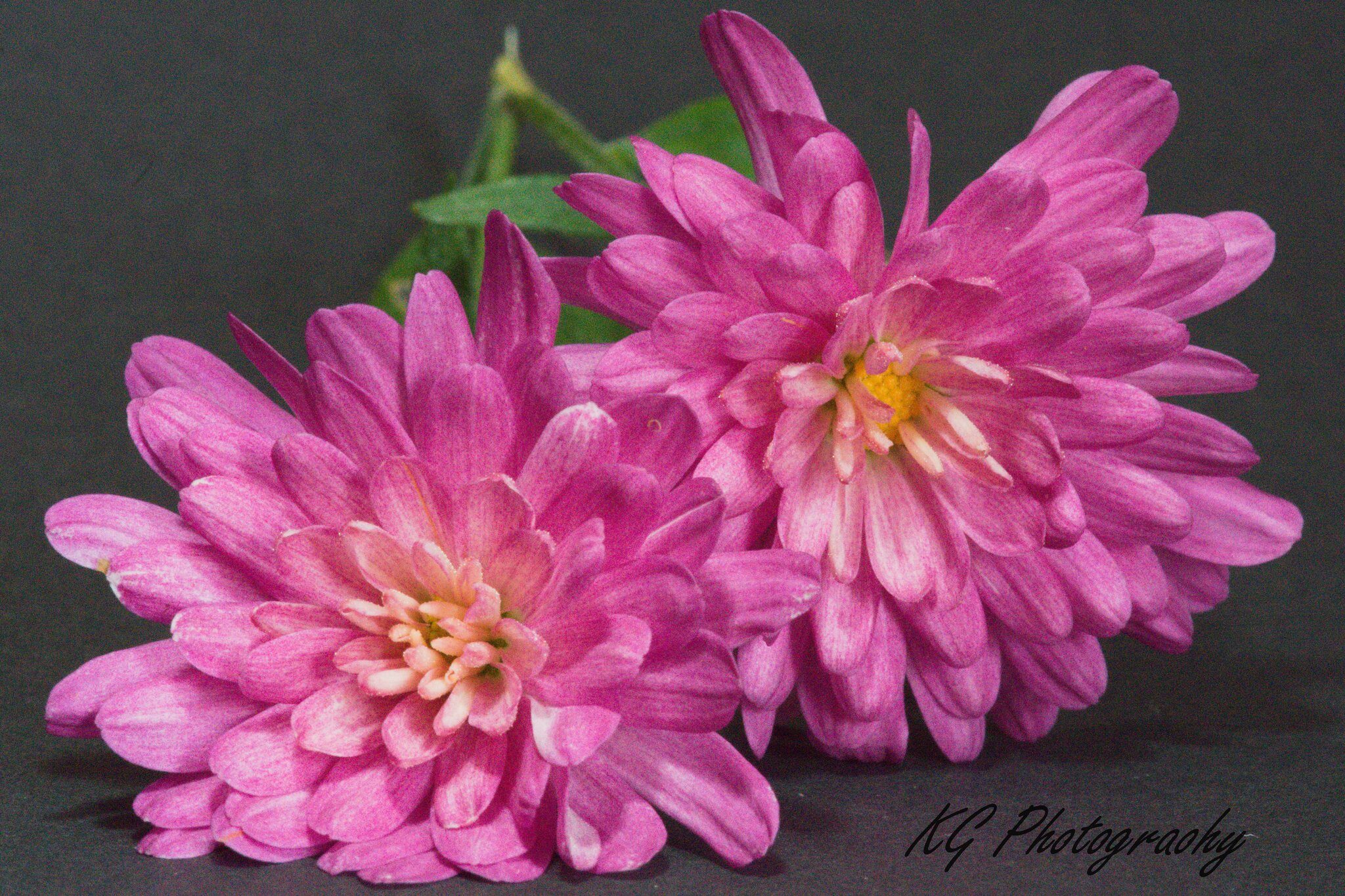 Chrysanthem edit 1.jpg