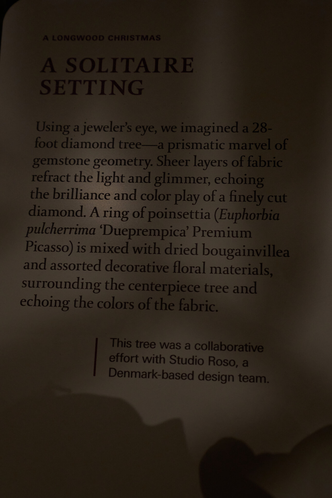 Cloth Tree - Longwood - 12032025 - 02.jpg