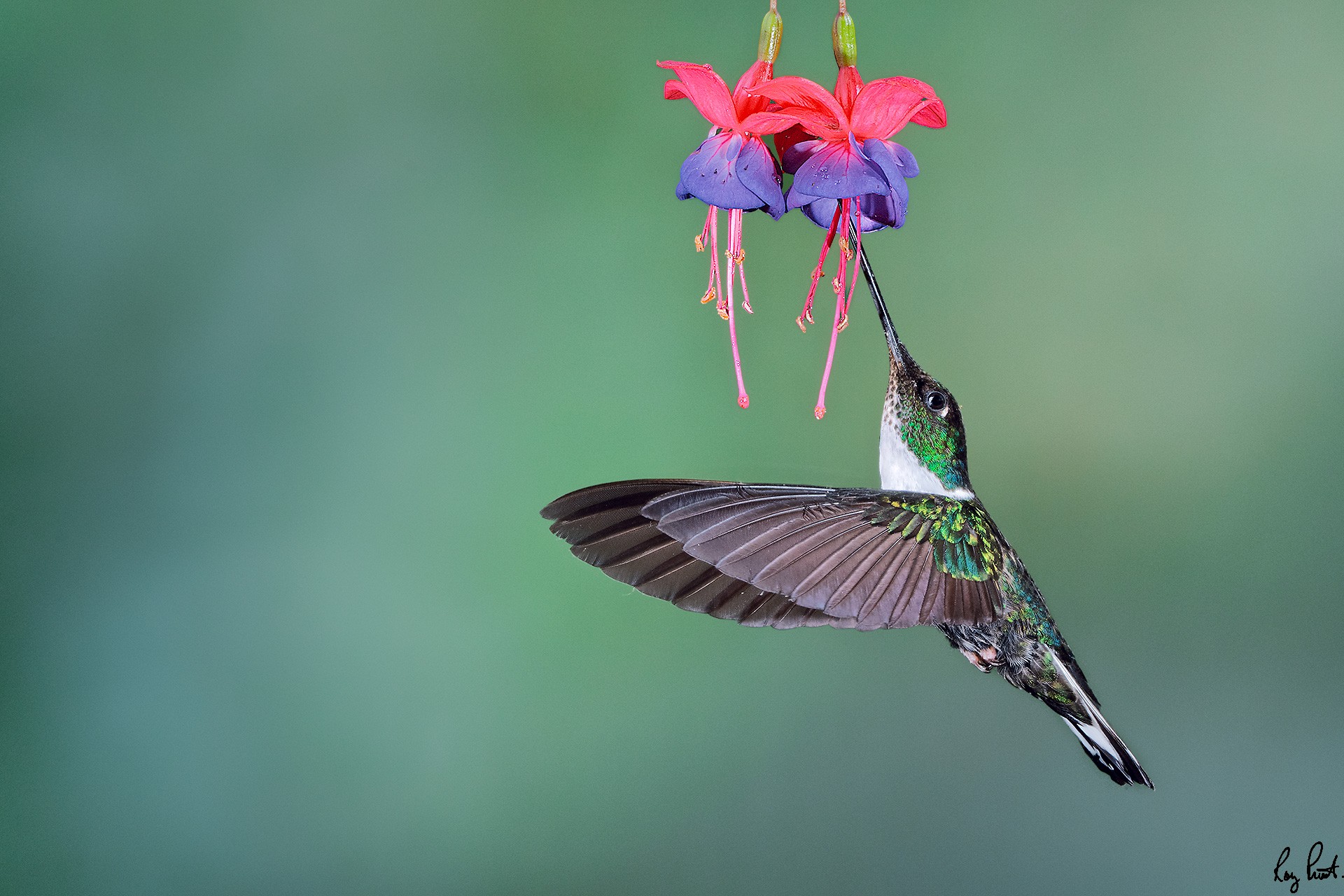 Collared Inca_DSC6637-Edit.jpg