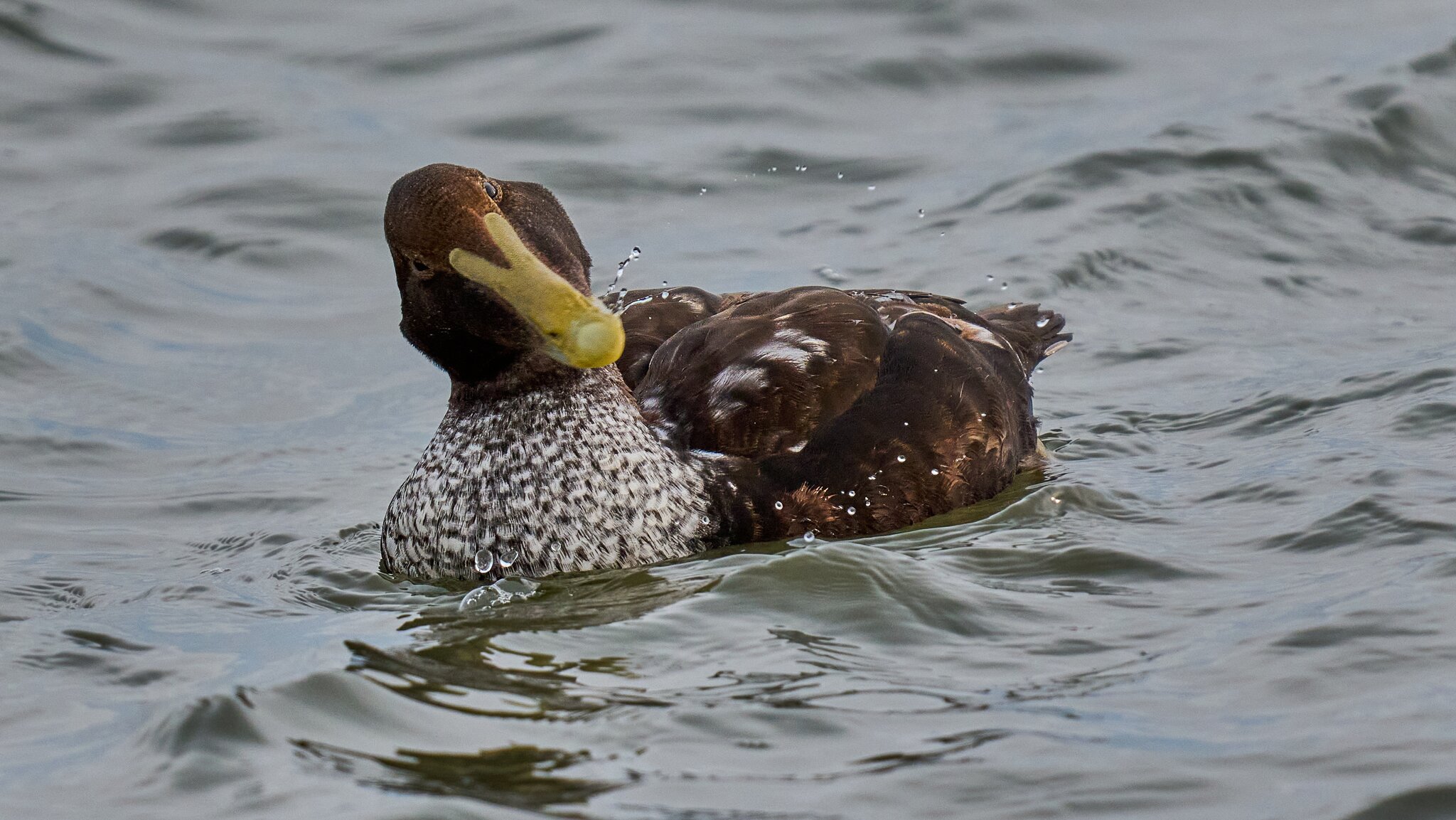 Common Eider - Barnegat Lighthouse - 12312025 - 04 - DN.jpg