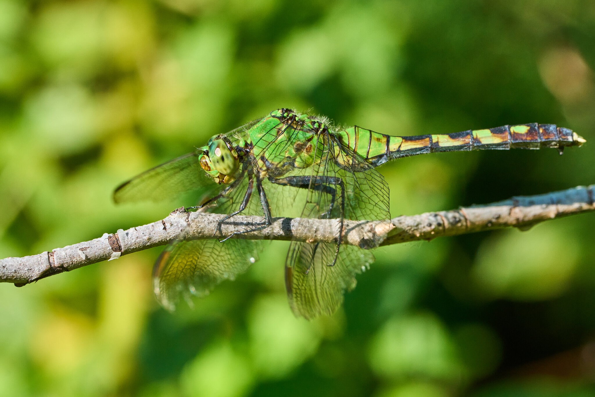 Common Green Darter - Claymont - 09142026 - 04.jpg