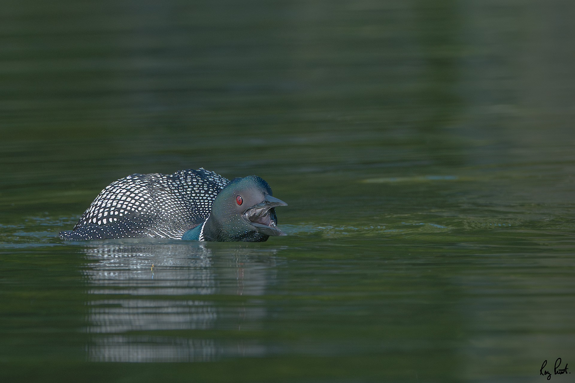 Common-Loon_DSC0816-Edit.jpg