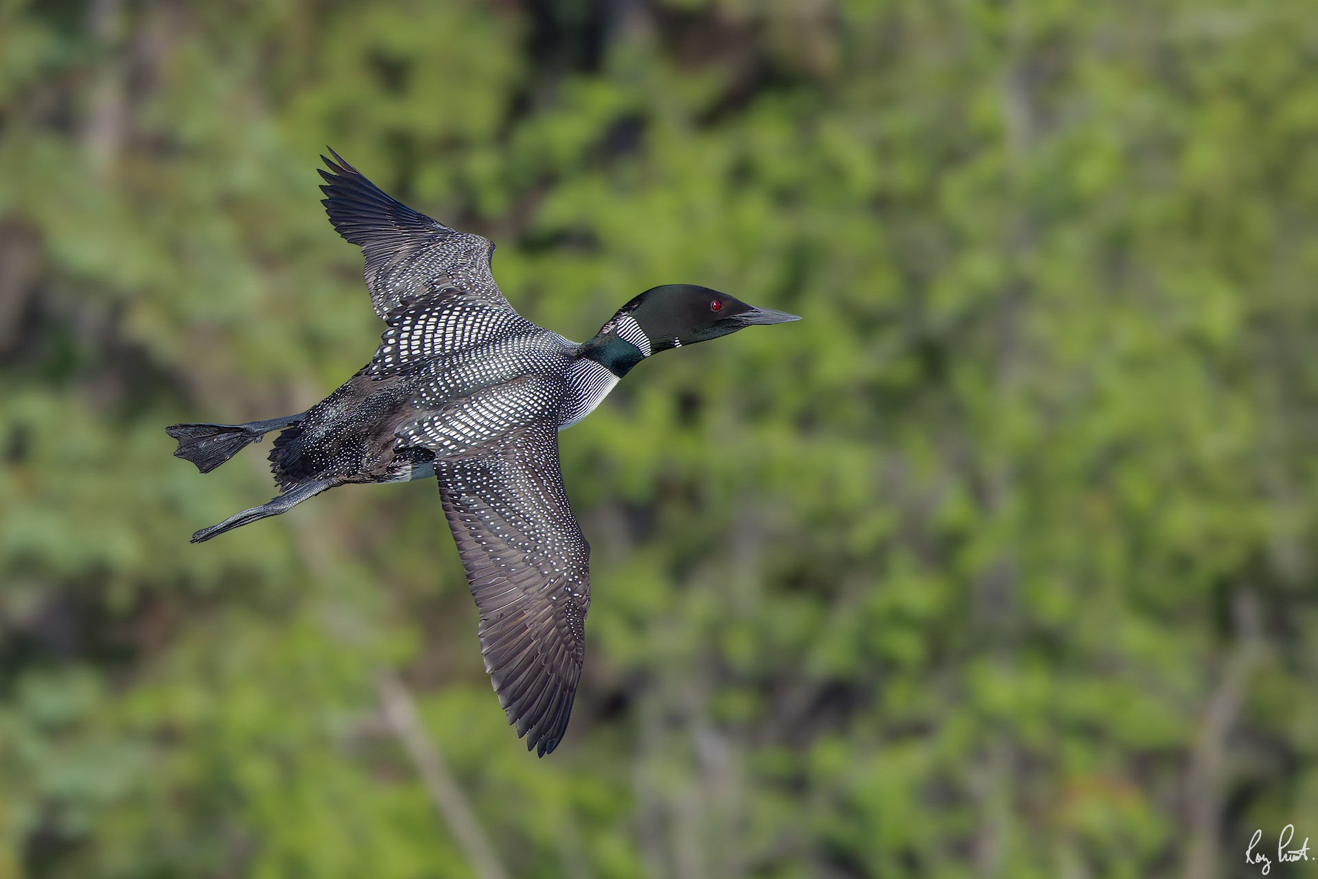 Common-Loon_DSC0824-Edit.jpg