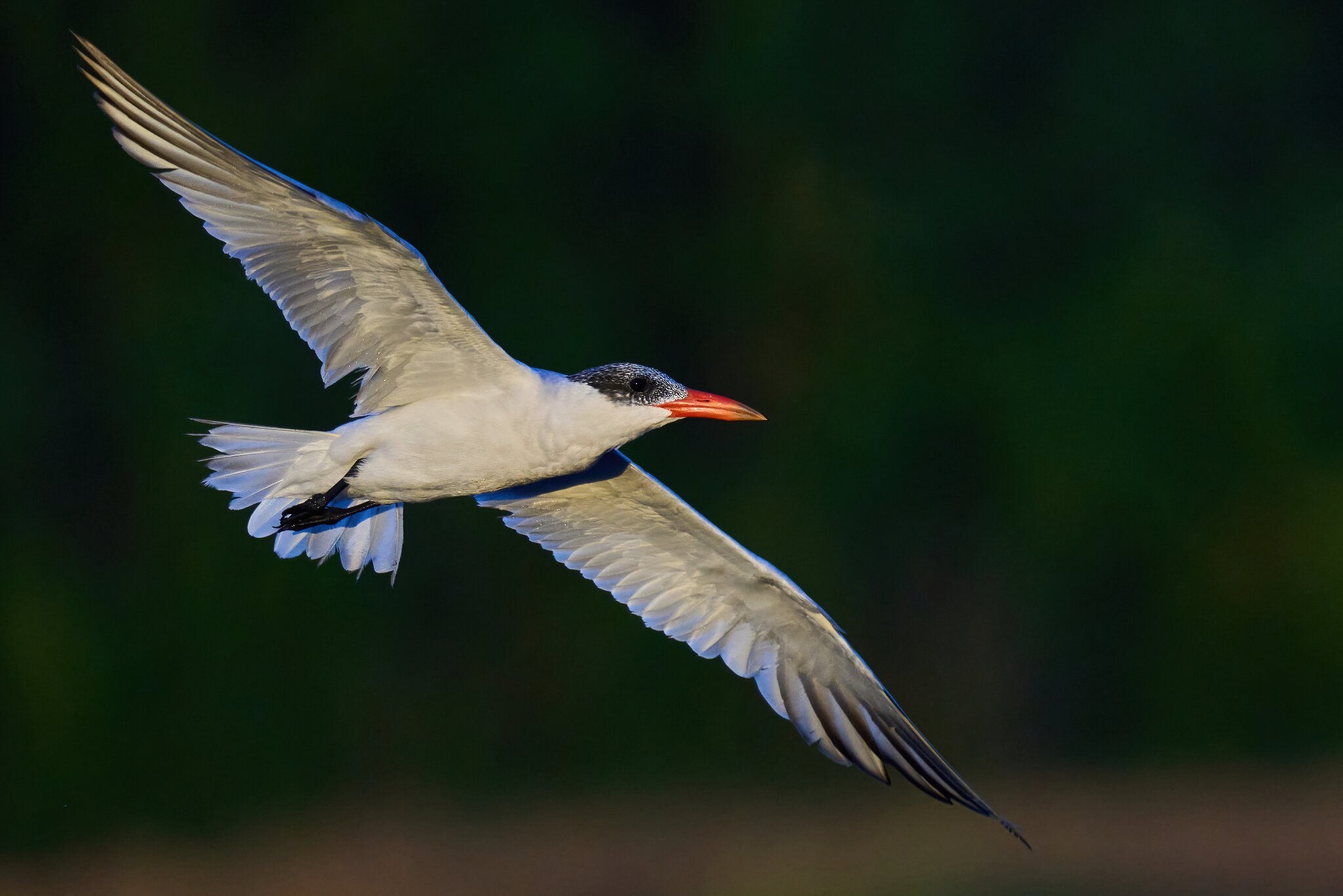 Common Tern - Bombay Hook NWR - 08142022 - 07-DN.jpg