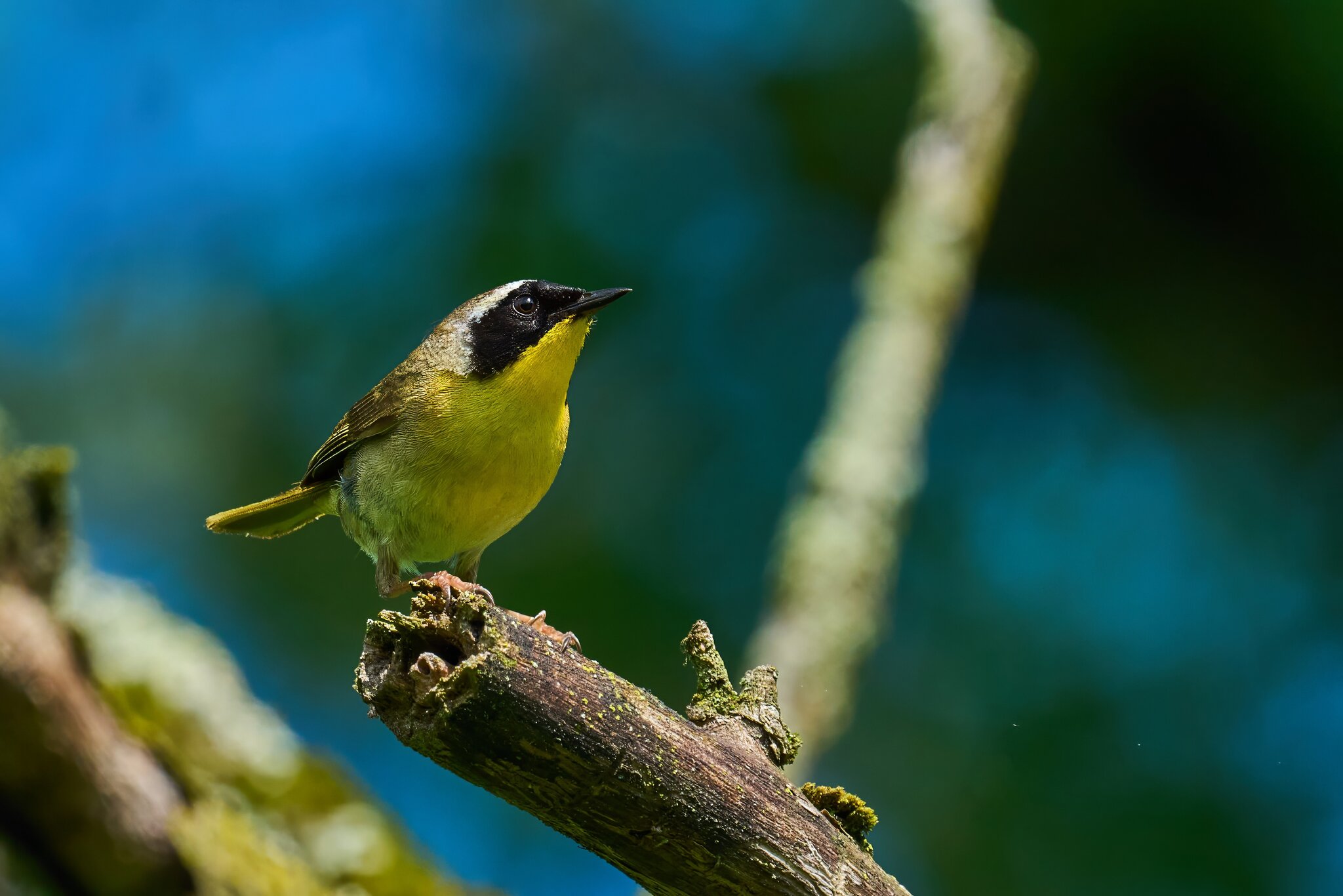 Common Yellowthroat - 1st state - 05172025 - 05 - DN.jpg