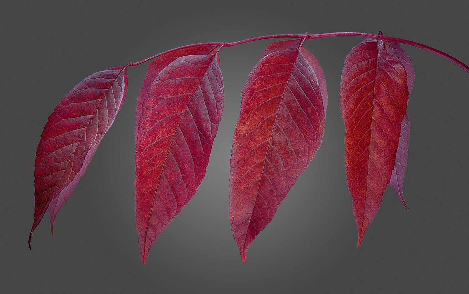 Company of Four.jpg