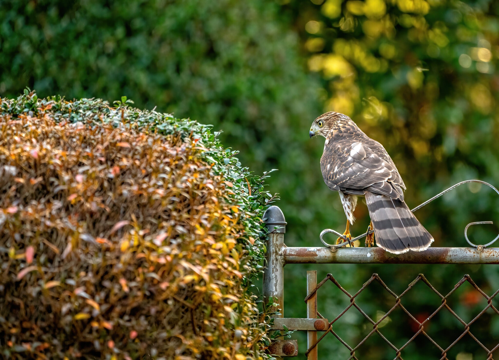 Cooper's hawk - Home - 12132020 - 01.jpg