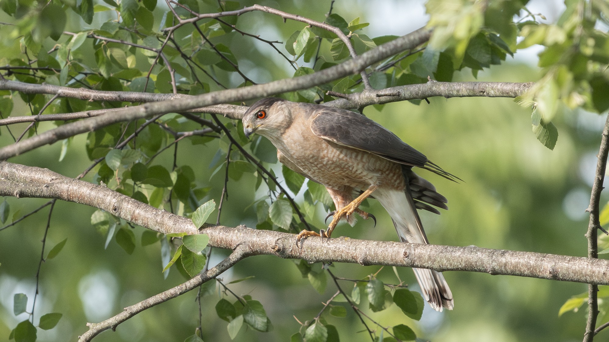 CoopersHawk01.jpg