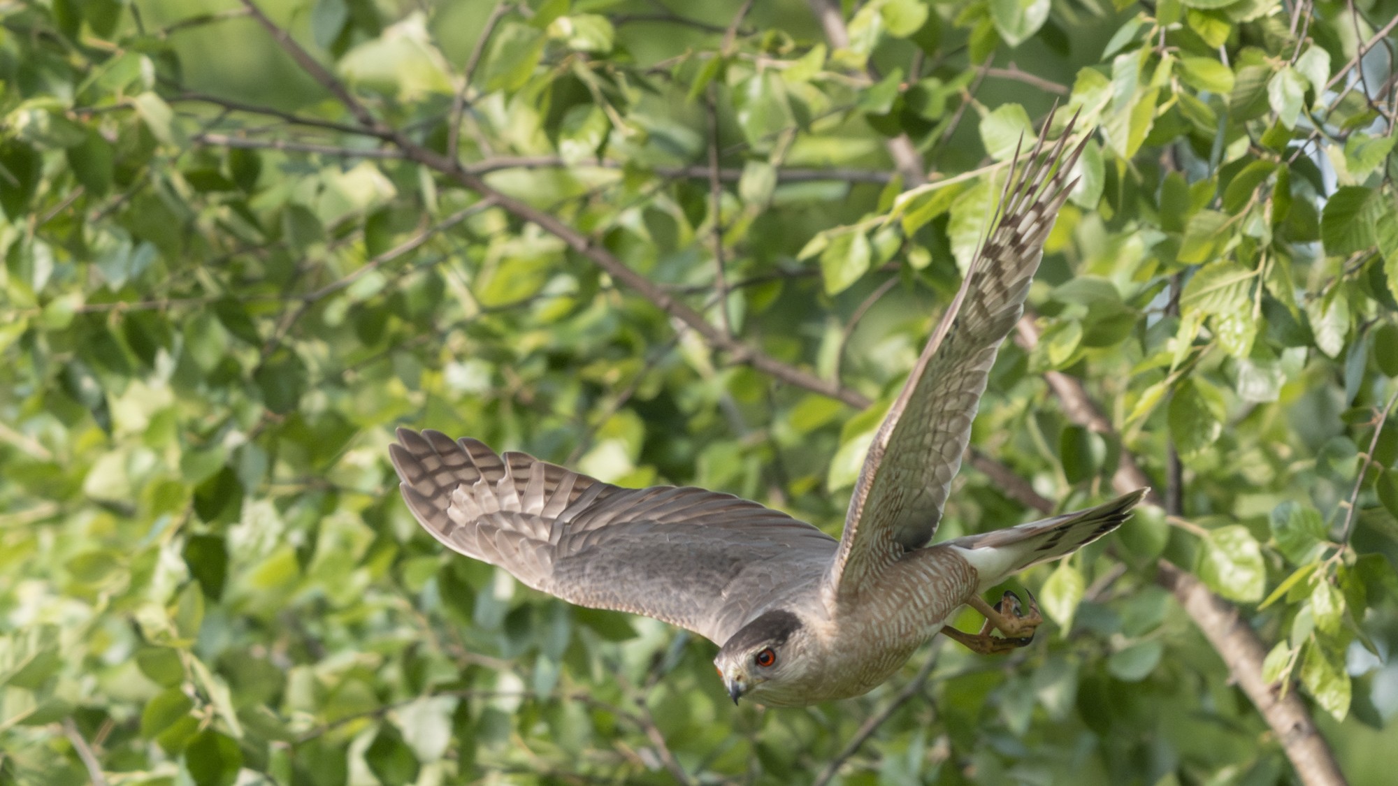 CoopersHawk02.jpg