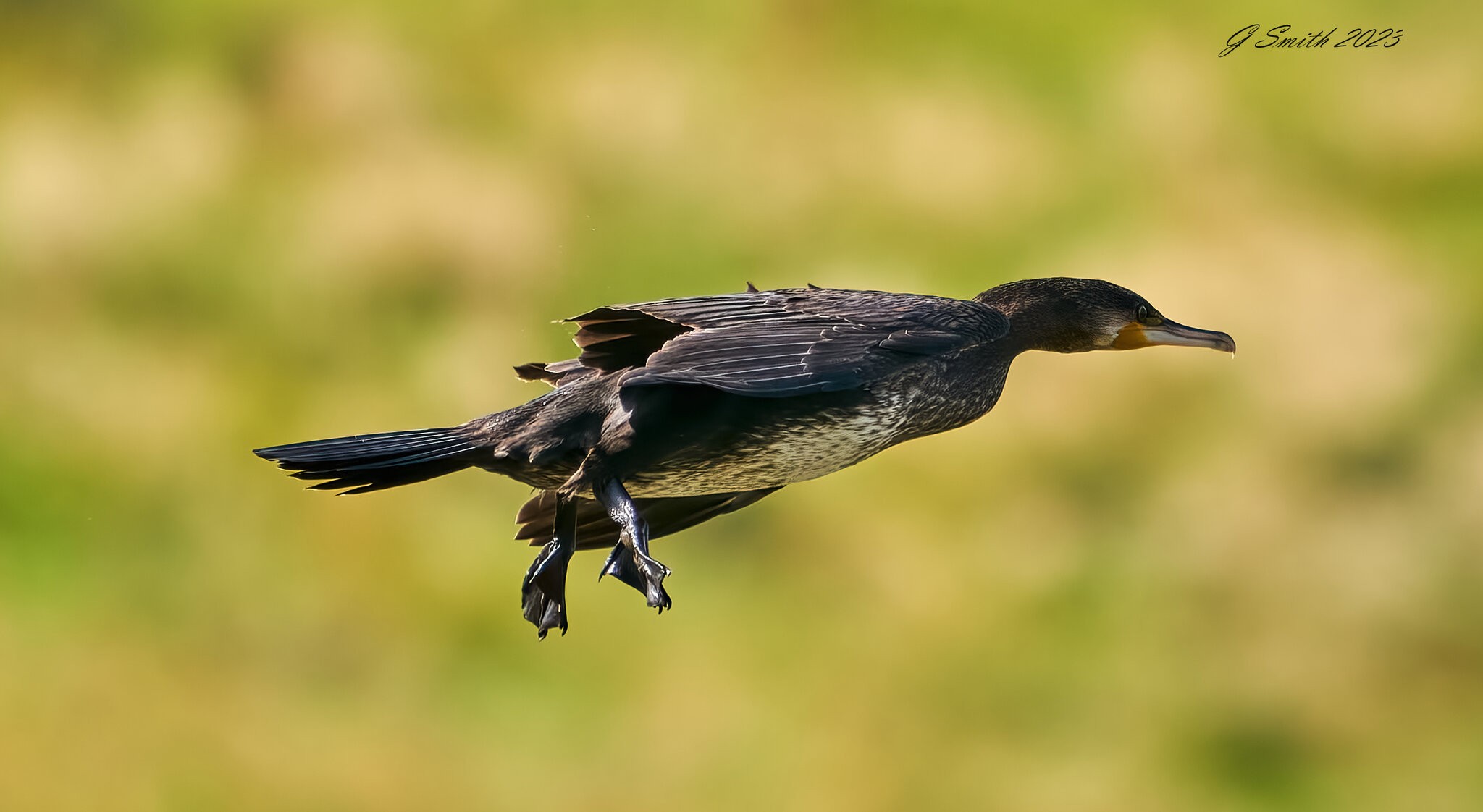 cormorant 2023 1 (6).jpg