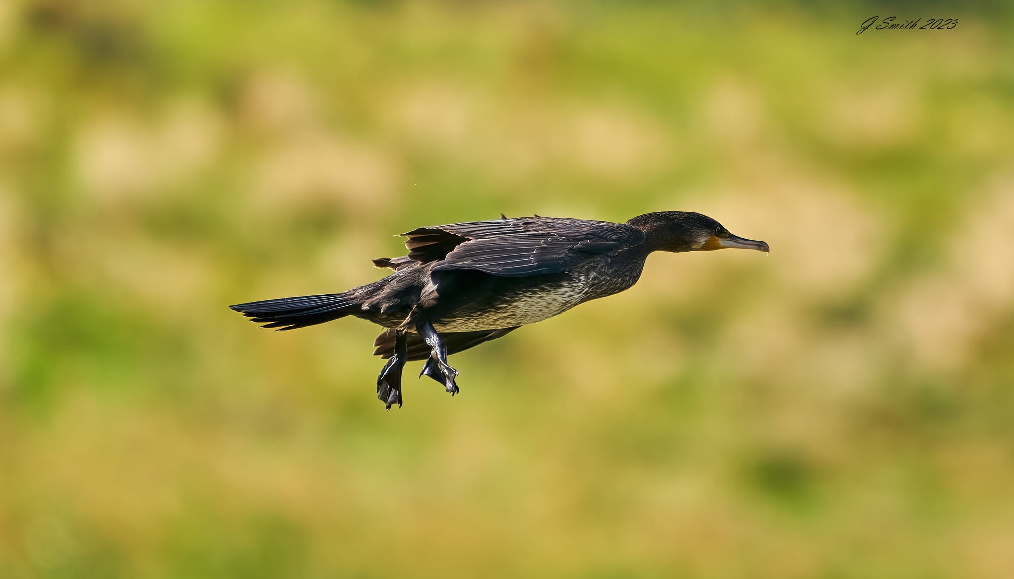 cormorant 2023 (11).jpg