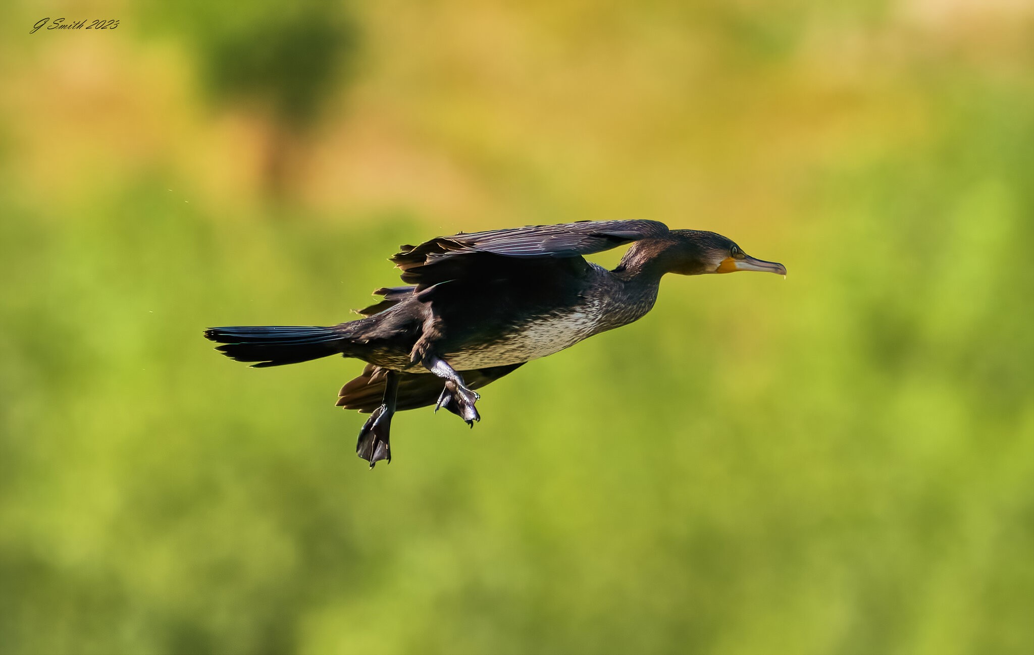 cormorant 2023 2 (2).jpg