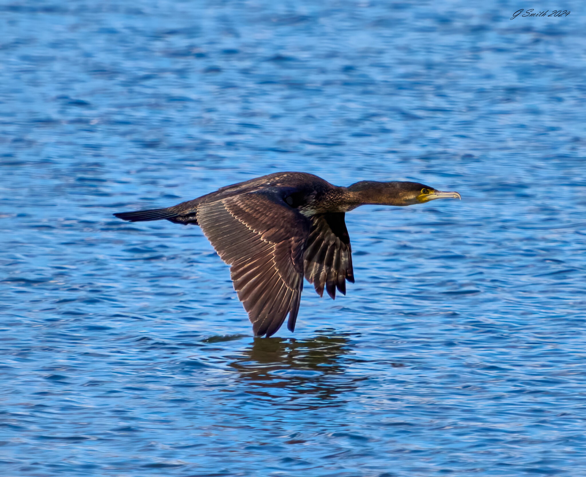 cormorant 2024 11.jpg