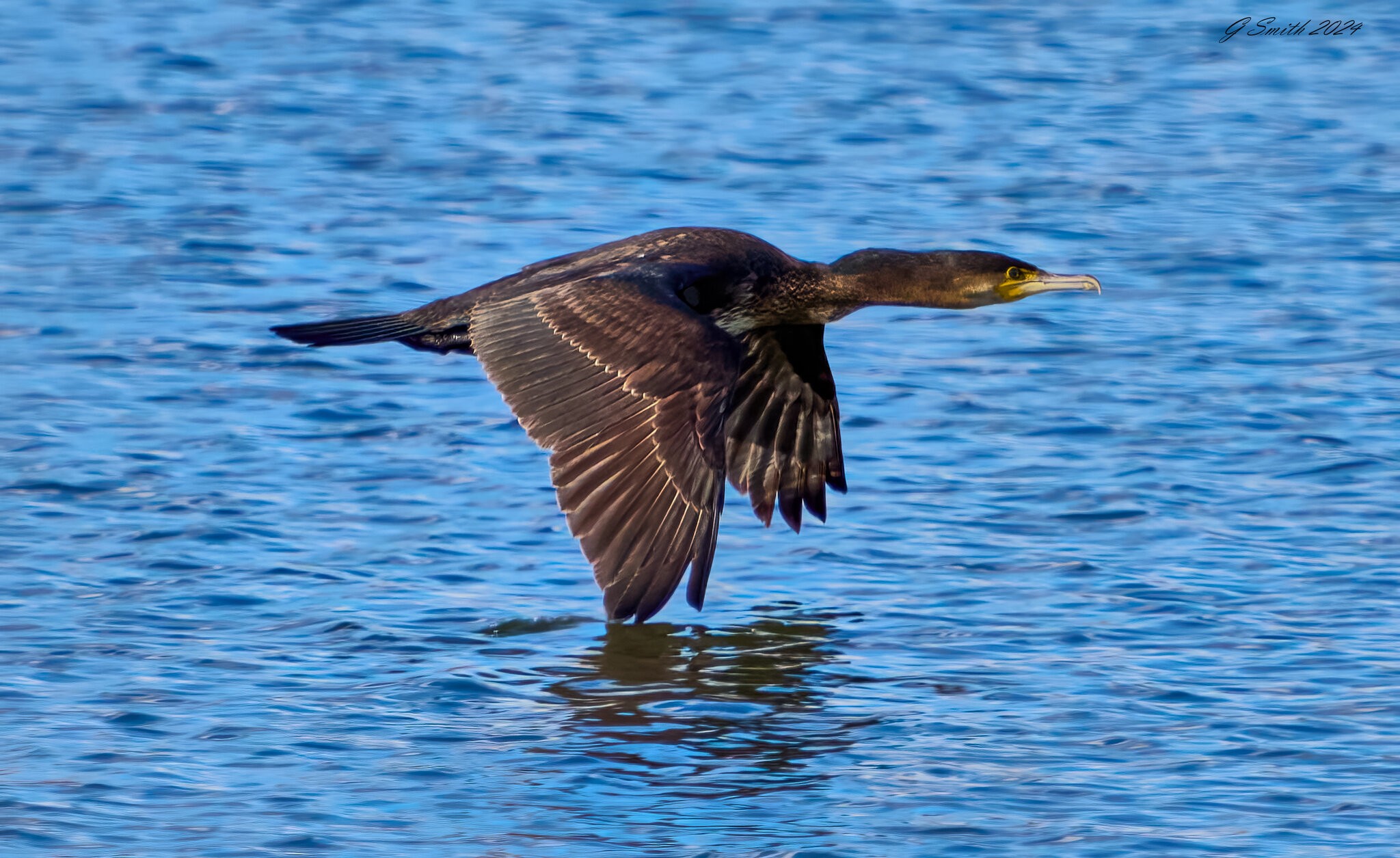 cormorant 2024 12.jpg