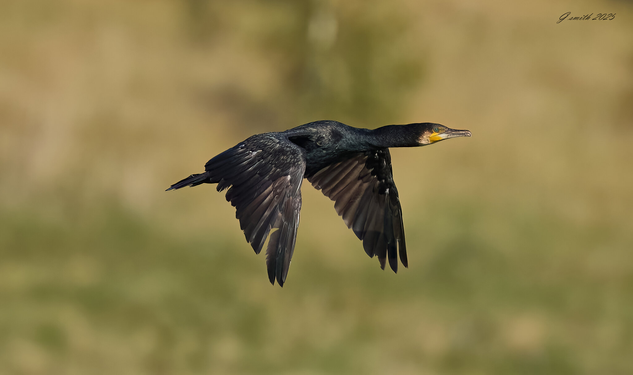 cormorant 2025_5.jpg