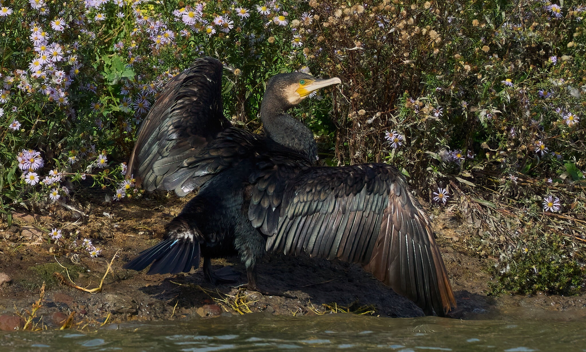 cormorant 2025_6.jpg
