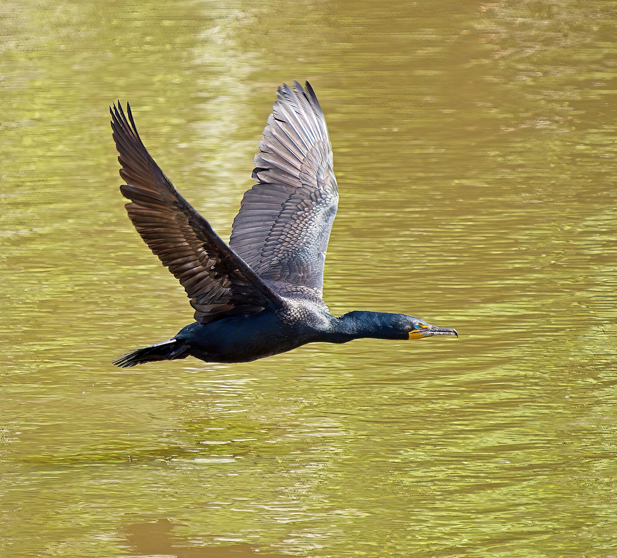 Cormorant in Flight.jpg