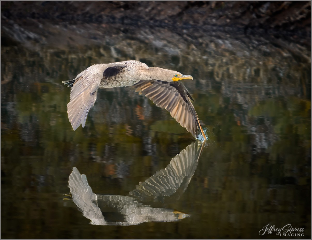 cormorant1.jpg