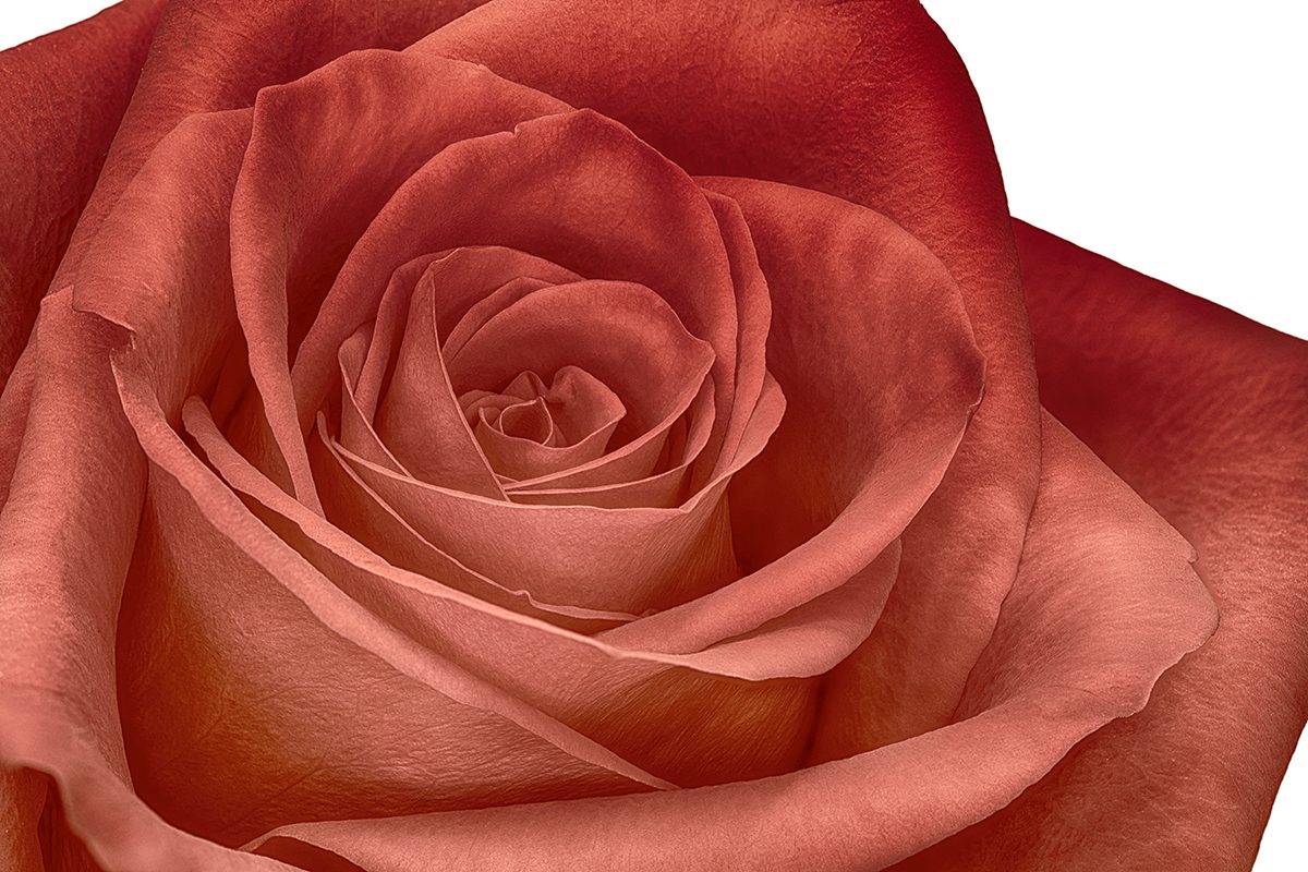 Cornered Rose.jpg