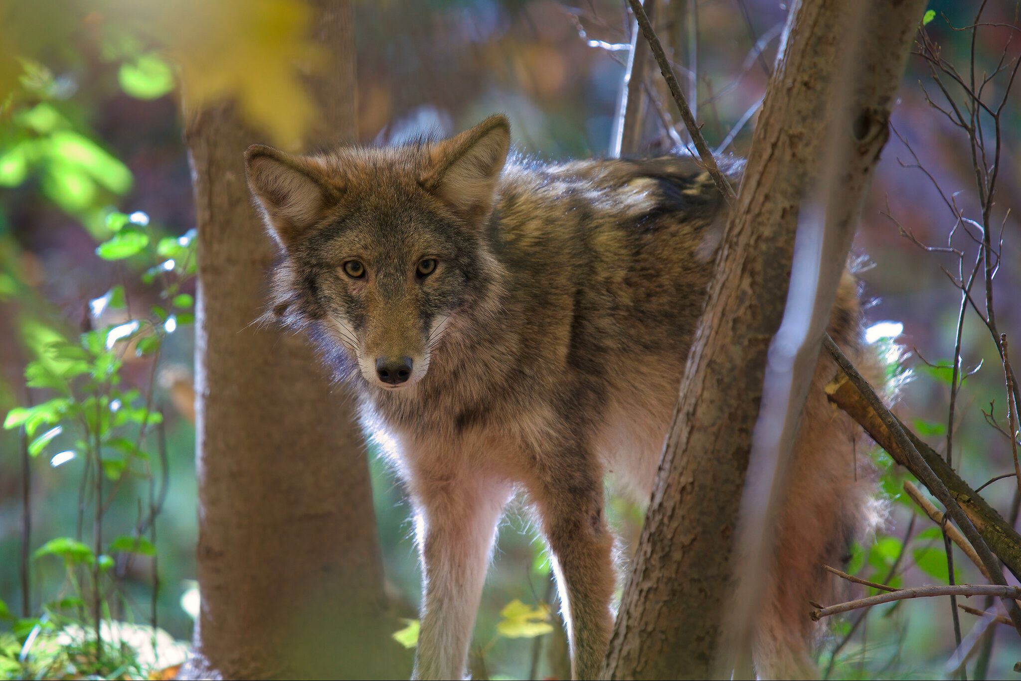 Coyote 2500px.jpg