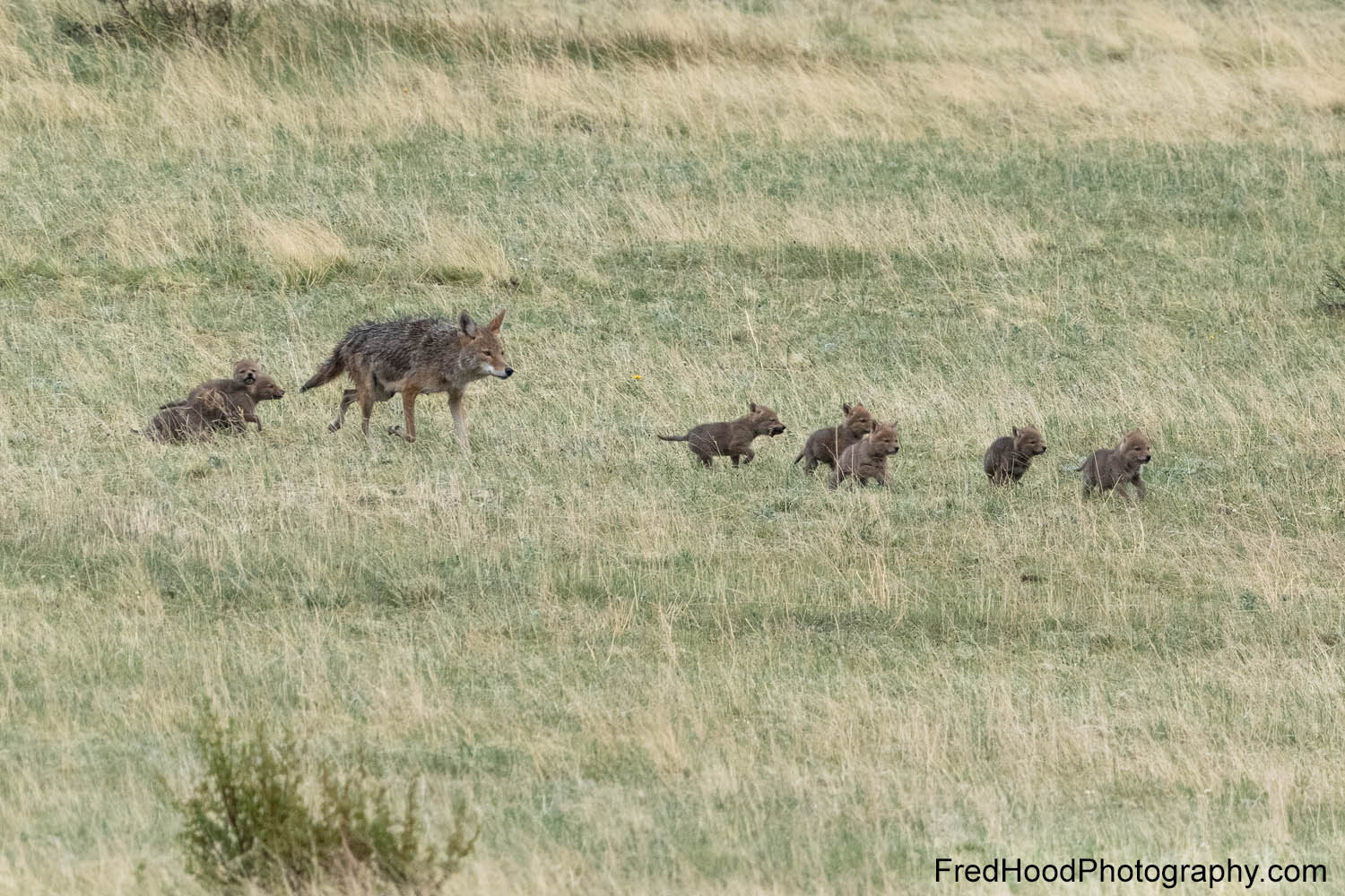 coyote-family-returning-to-den.jpg