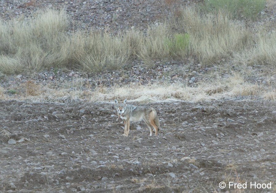 coyote with rabbit S5312 DxO raw basic crop.jpg