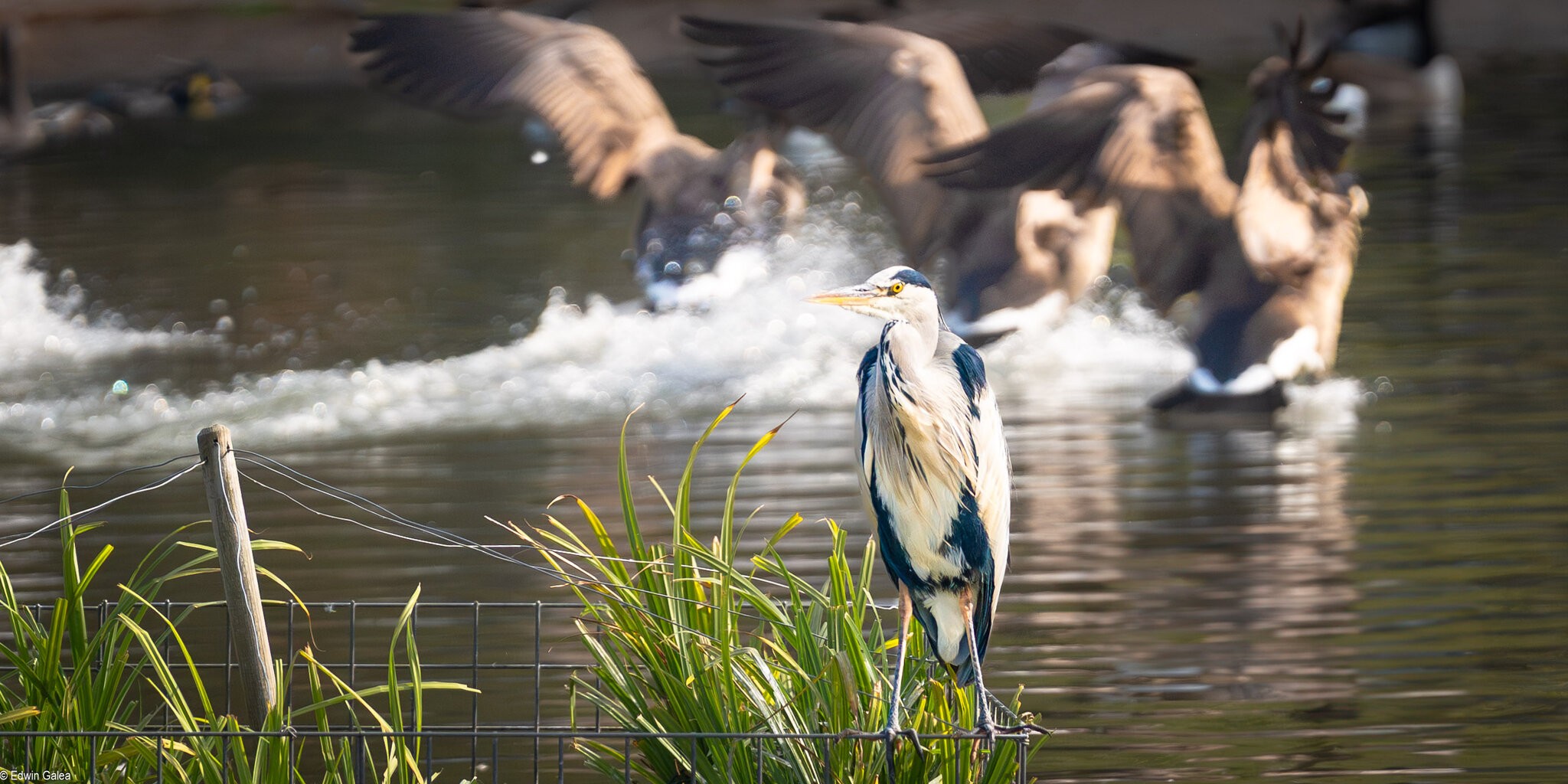 crane and geese-12.jpg