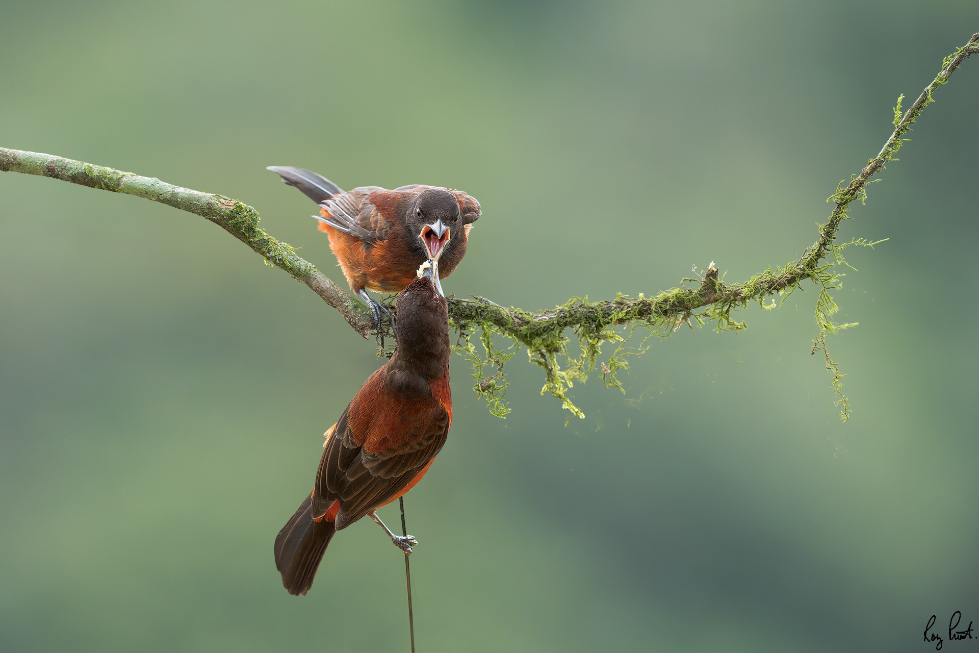 Crimson-backed-Tanager_DSC4255-DxO_DeepPRIME-XD3.jpg
