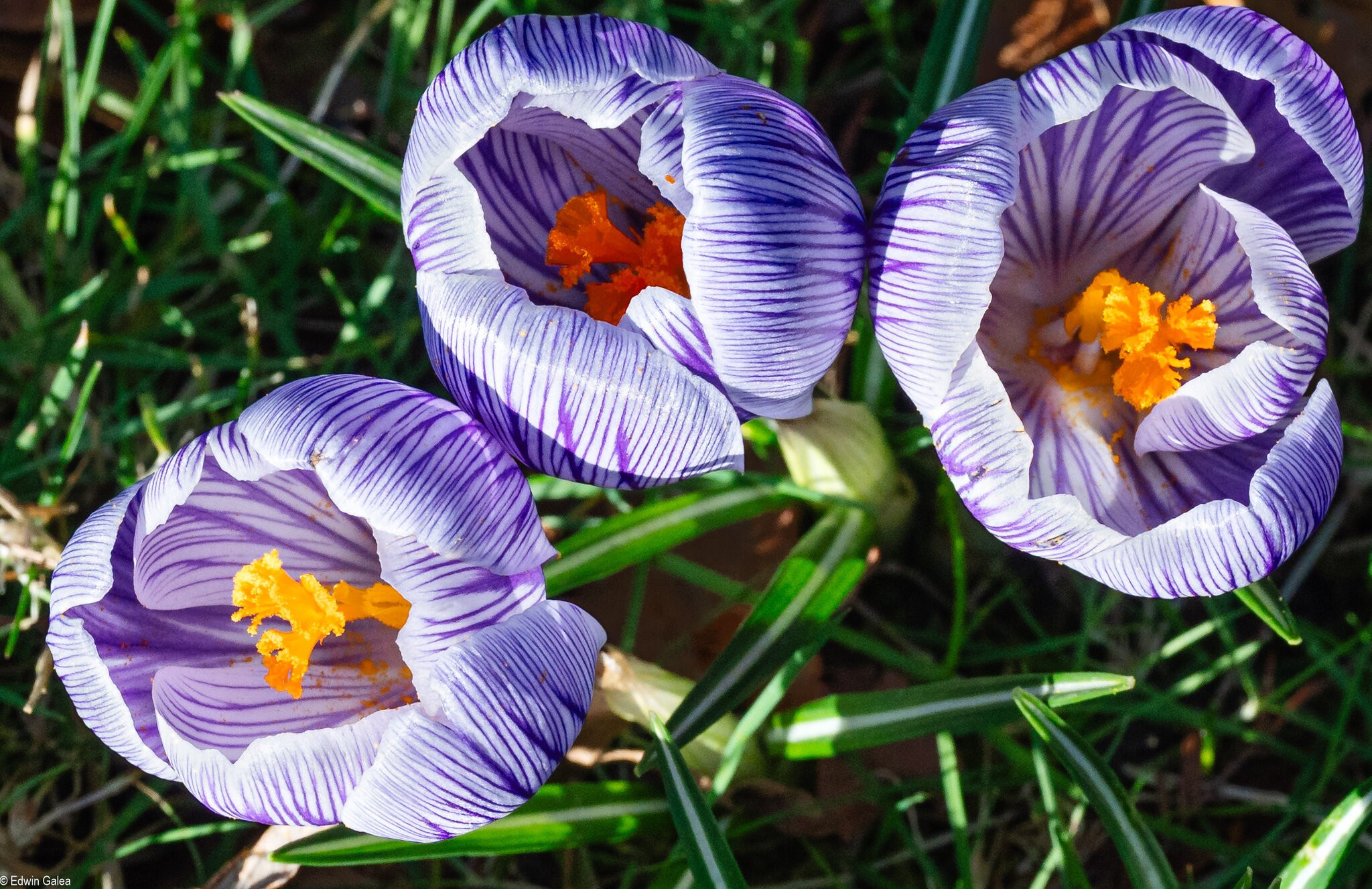 crocus-2.jpg