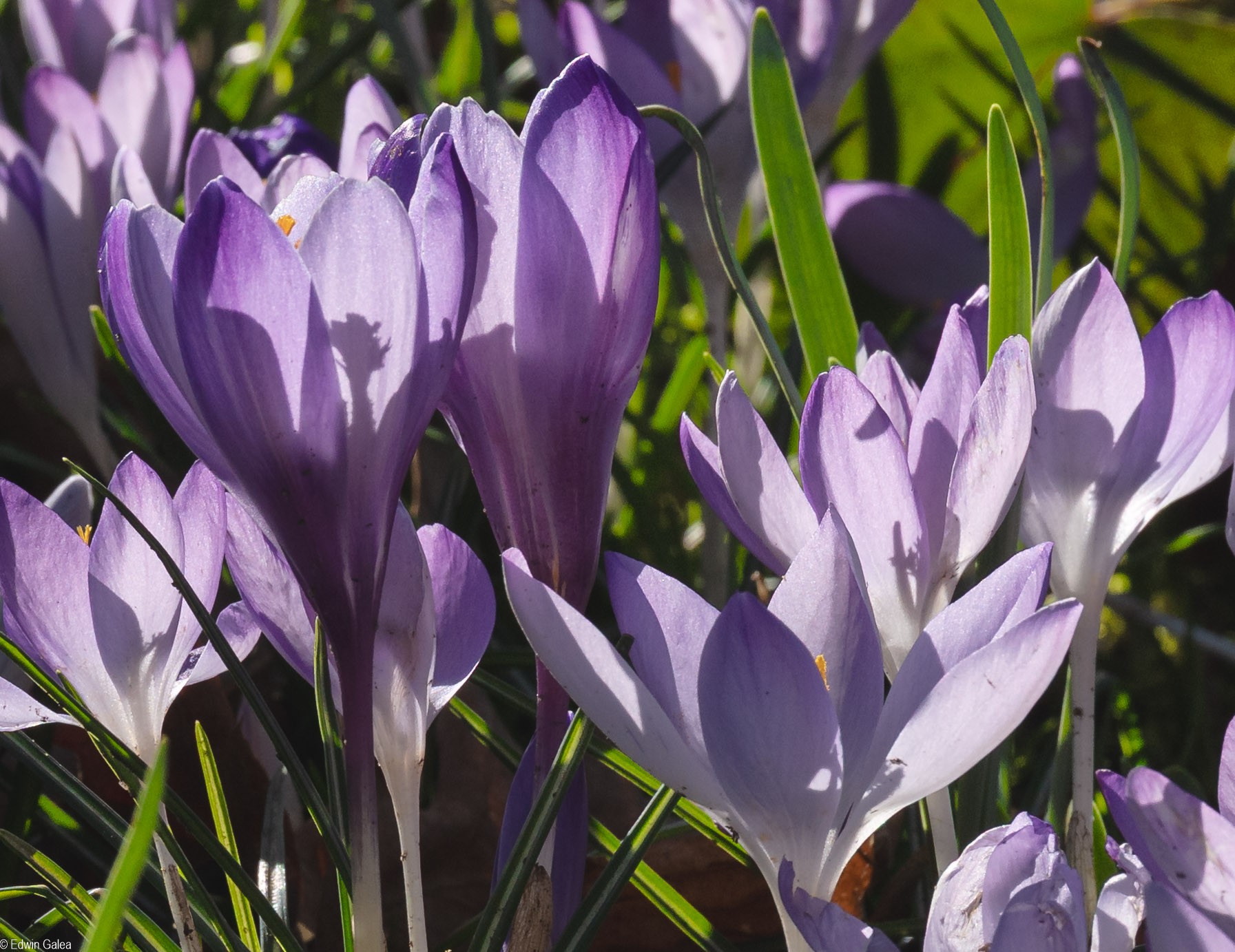 crocus-3.jpg
