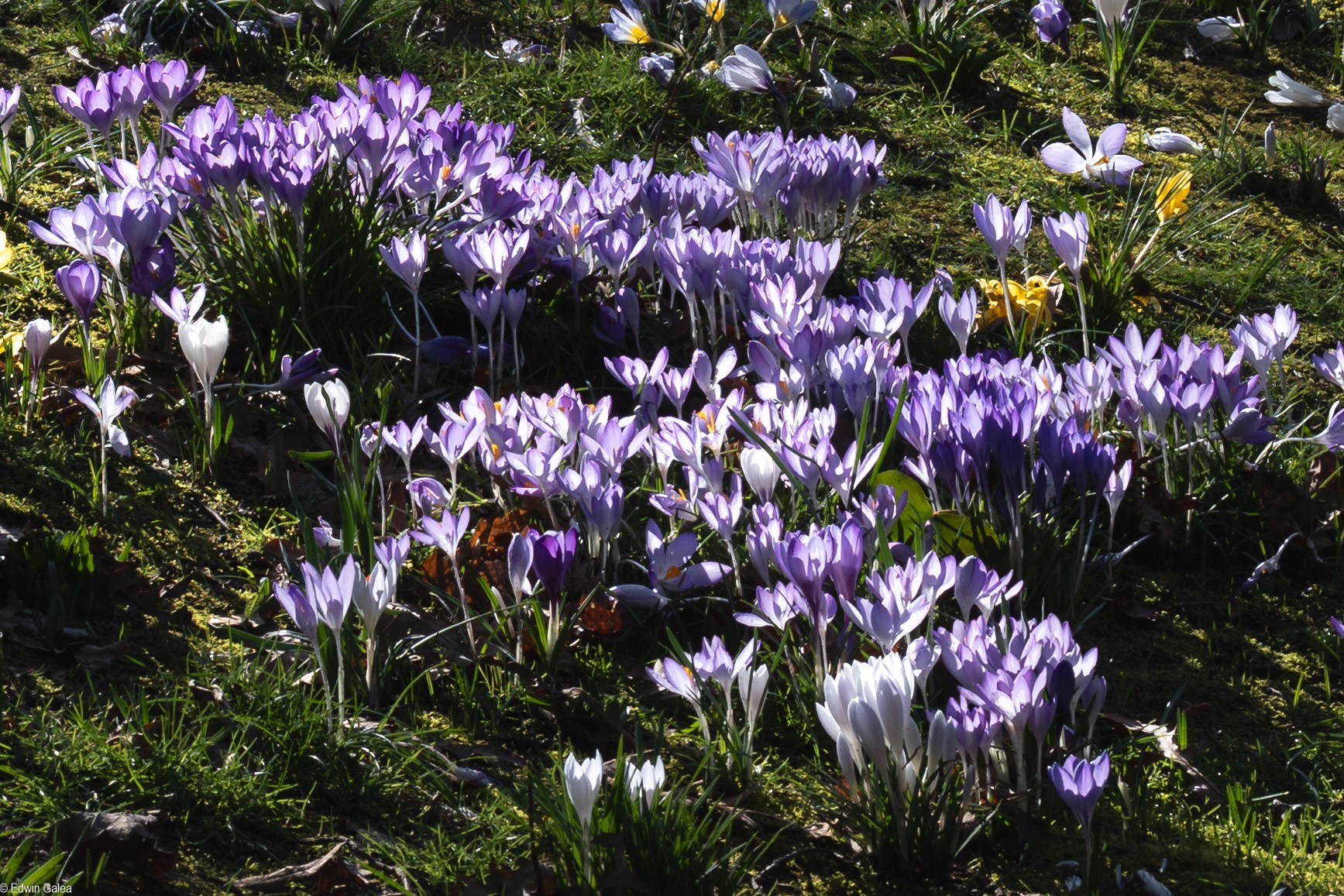 crocus-4.jpg