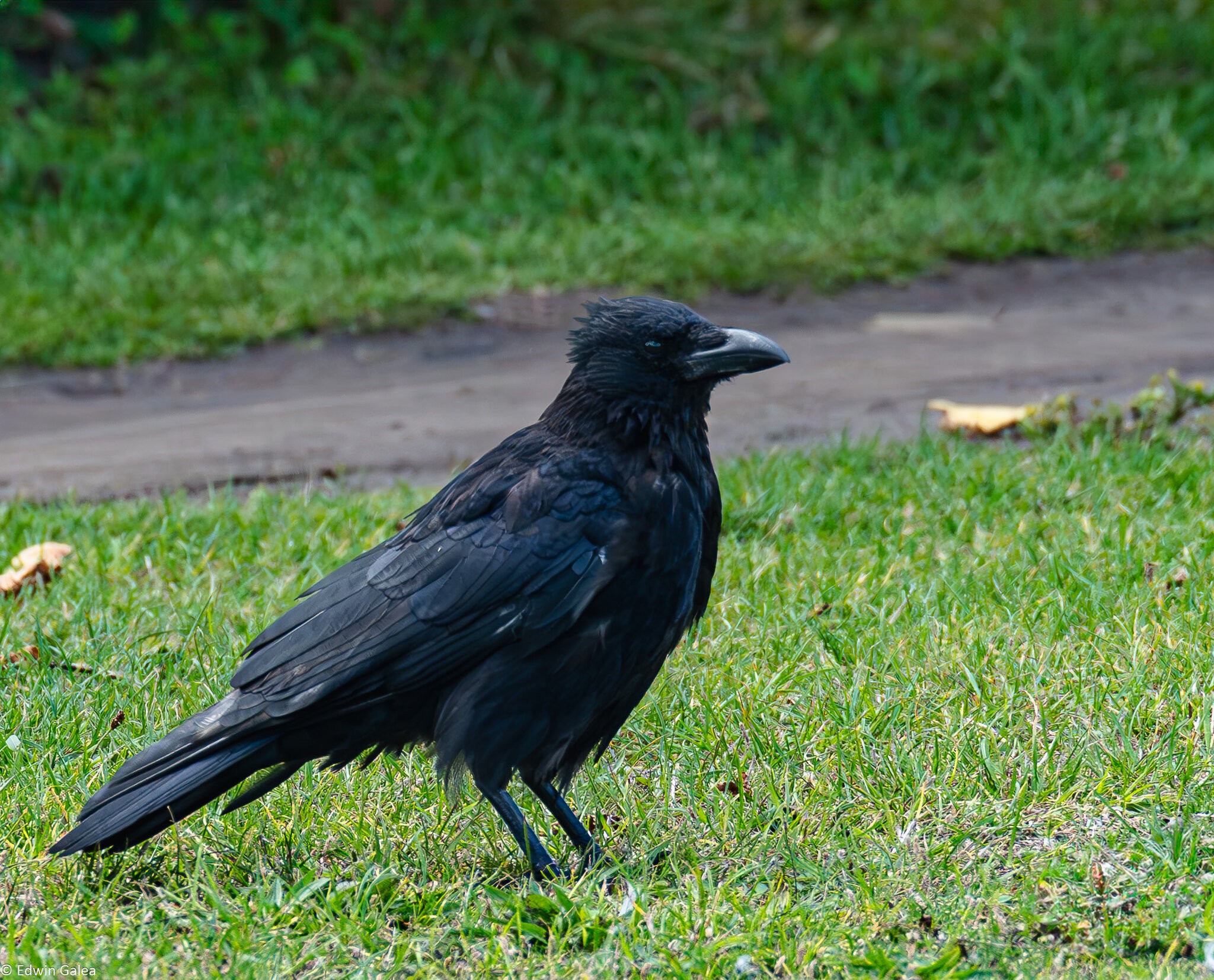 crow-4.jpg