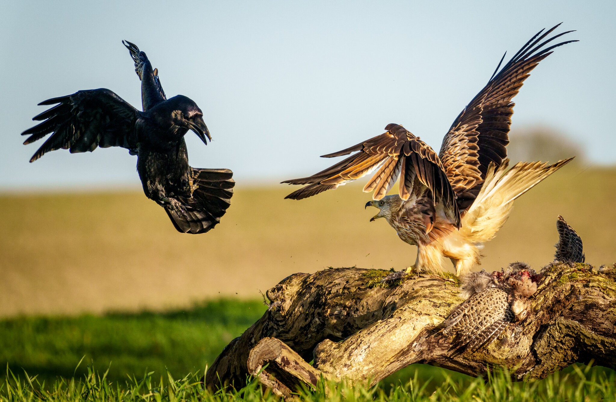Crow & Kite stand off-2.jpg