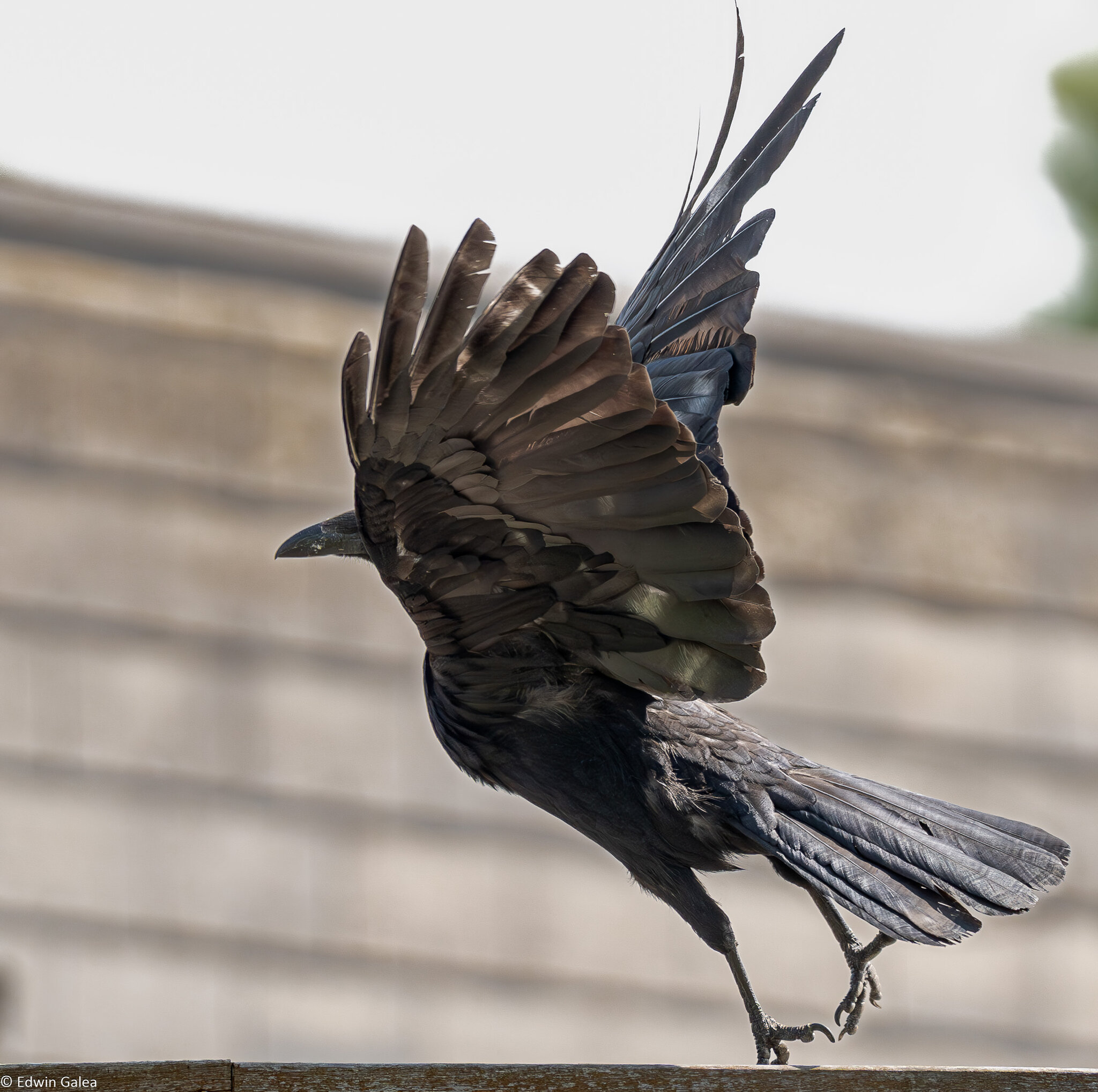 crow take off-5.jpg