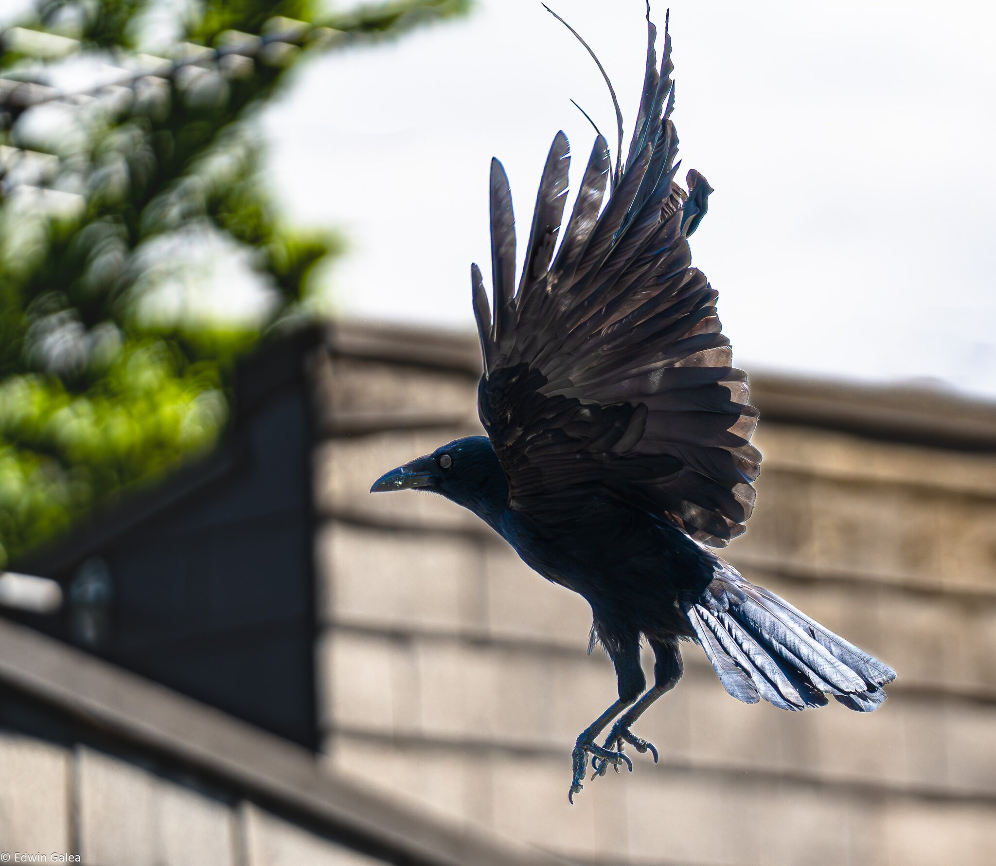 crow take off-8.jpg