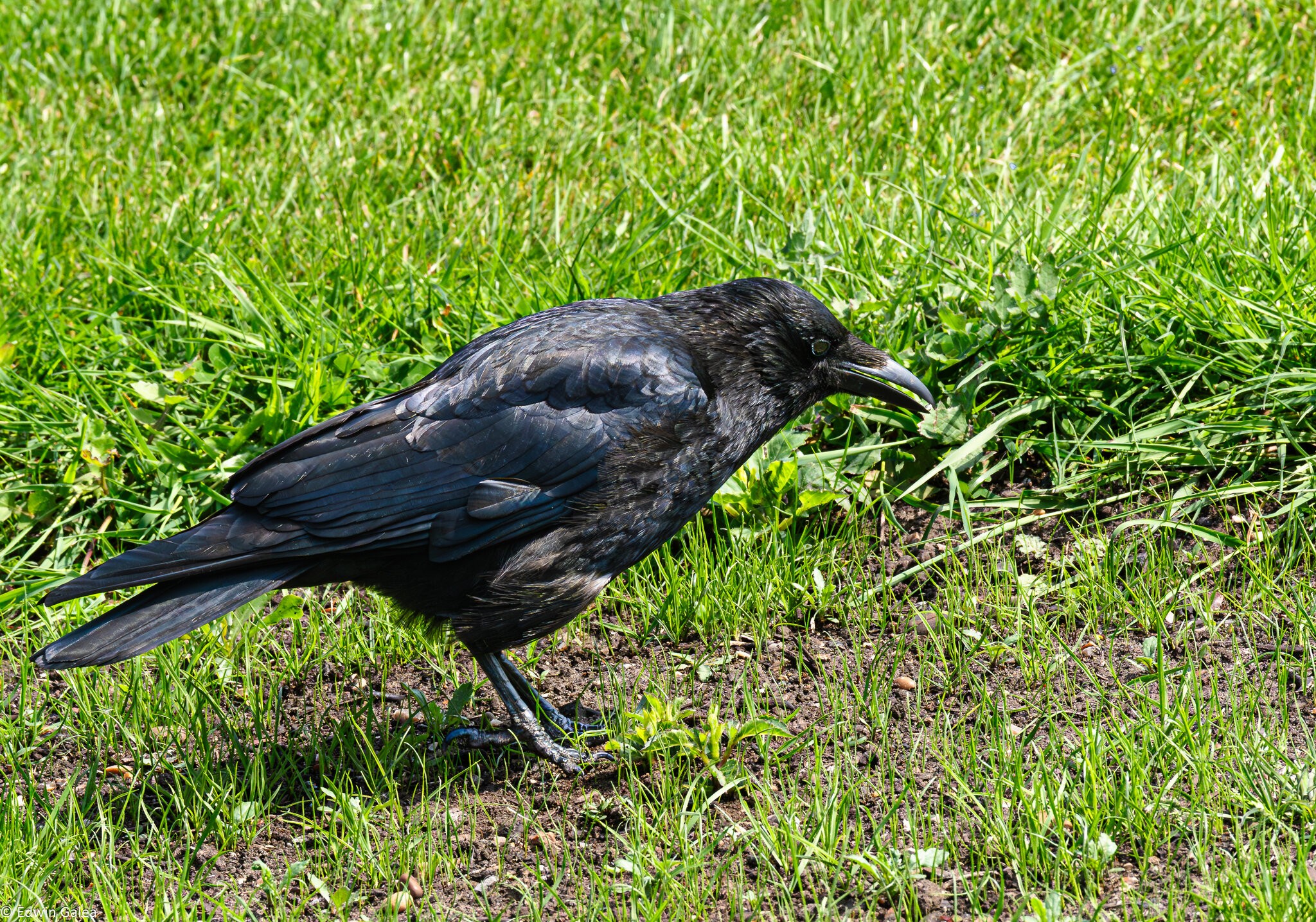 crow with diamond-1.jpg