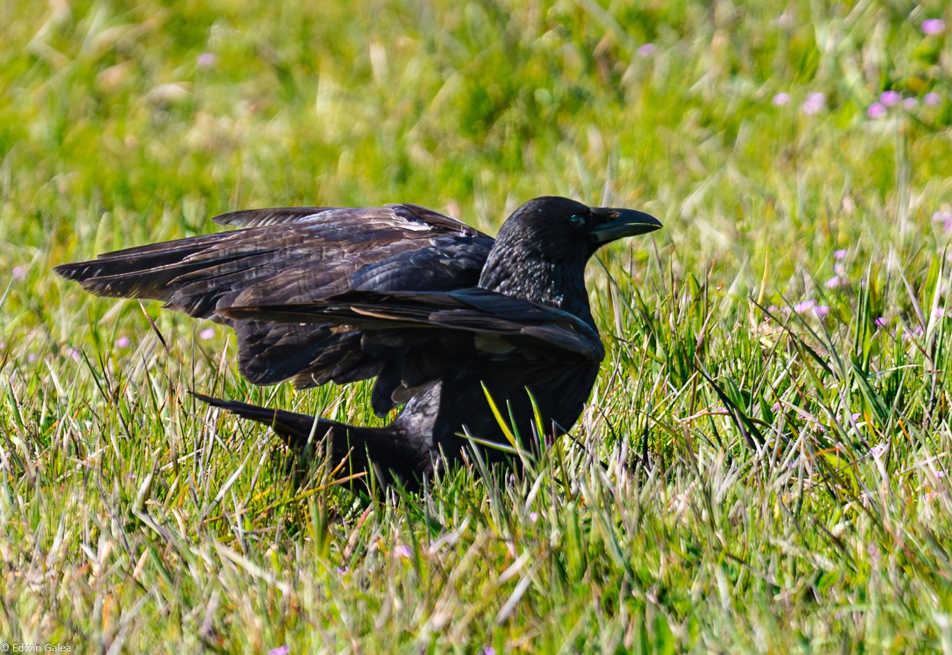 crow_flight-5.jpg