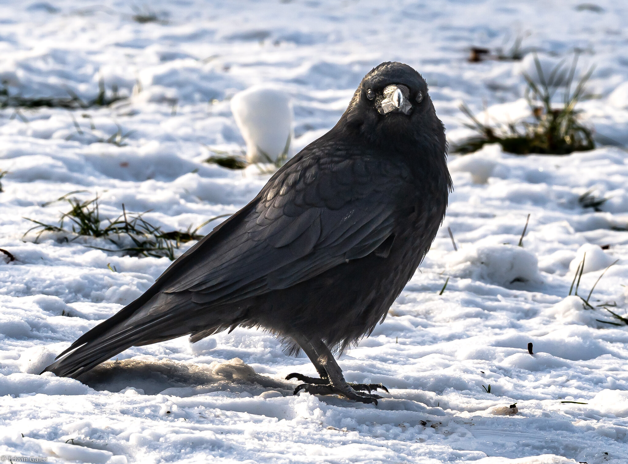 crow_in_snow-6.jpg