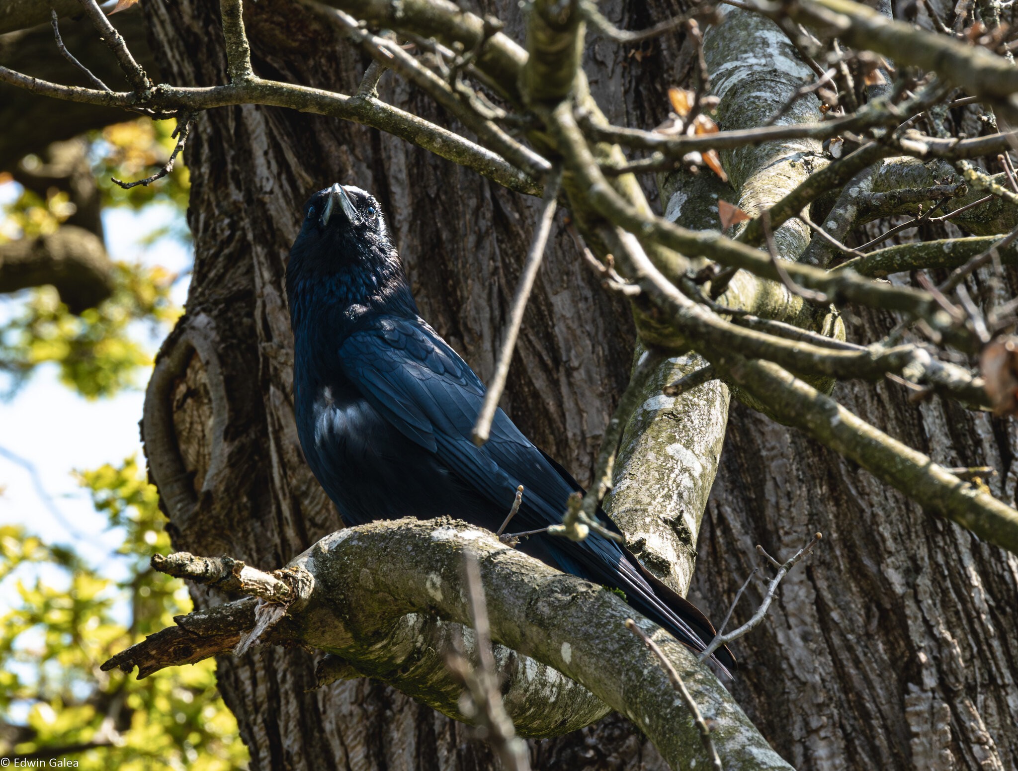 crow_in_tree-3.jpg
