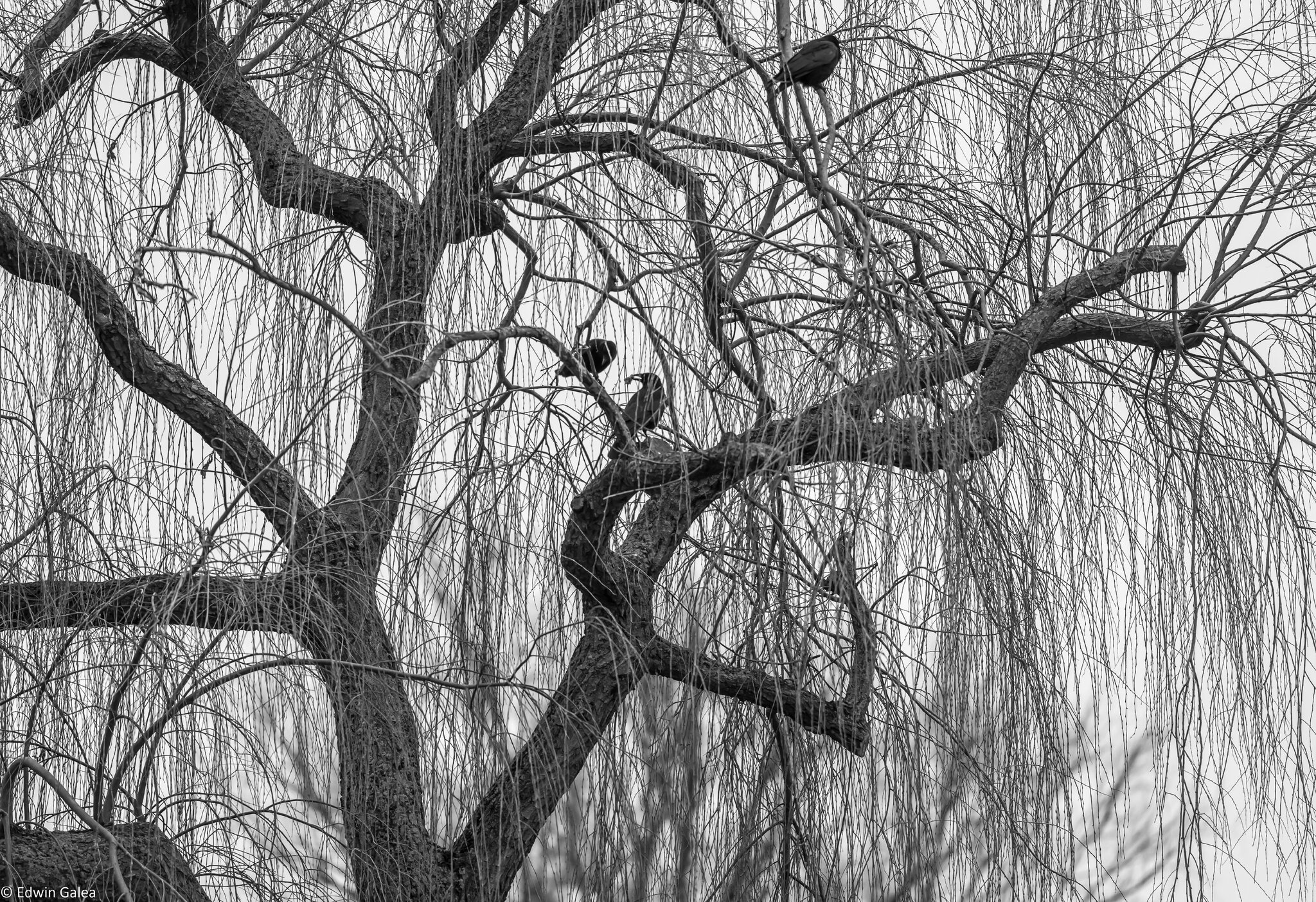 crow_tree_bw-1.jpg