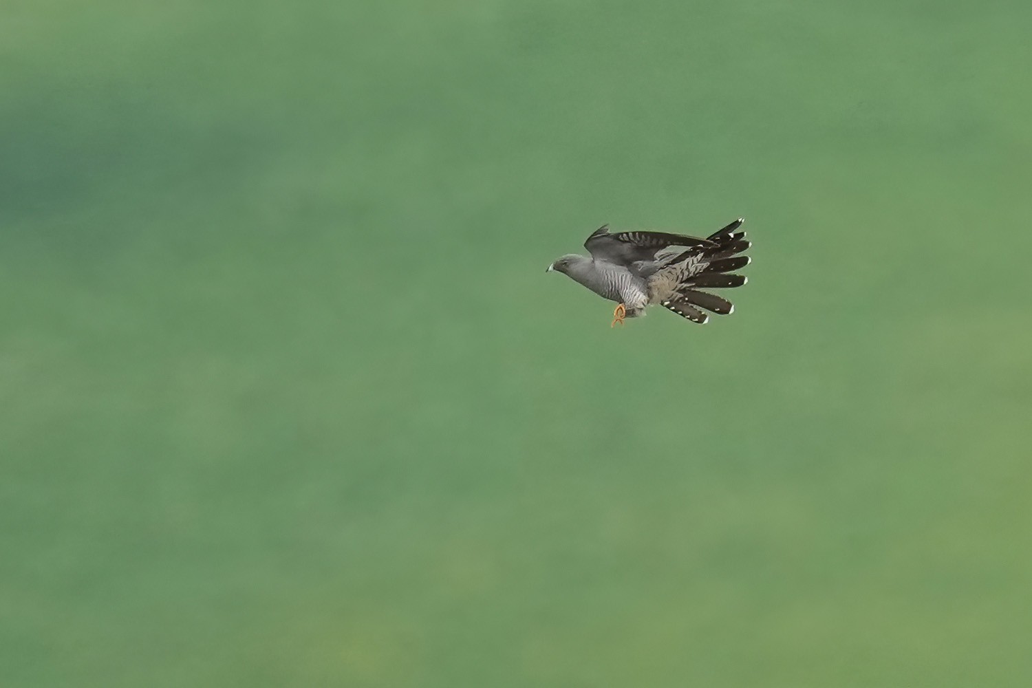 Cuckoo-DSC04382-1500px.jpg